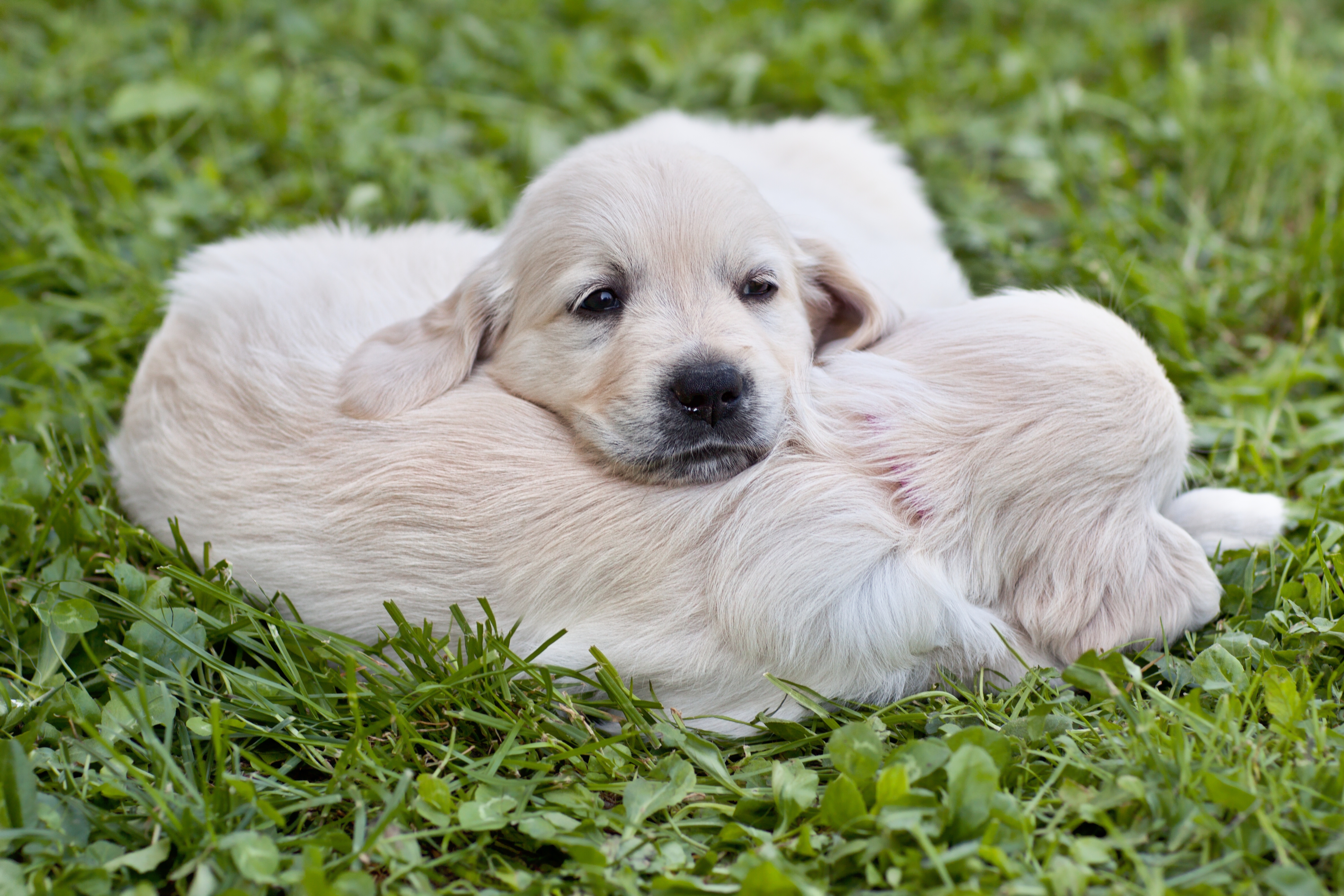Små hunde der putter