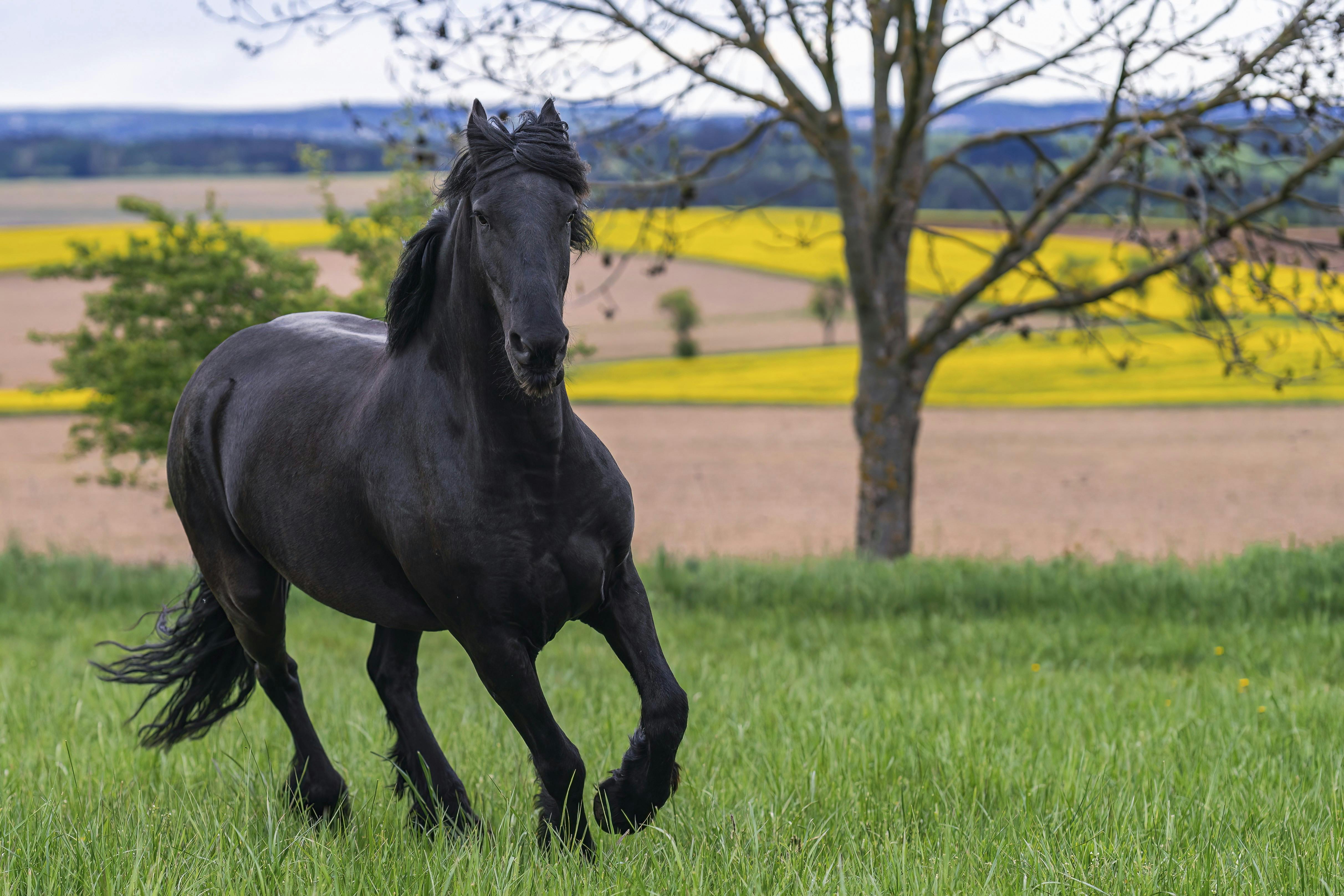 Sort hest i galop.