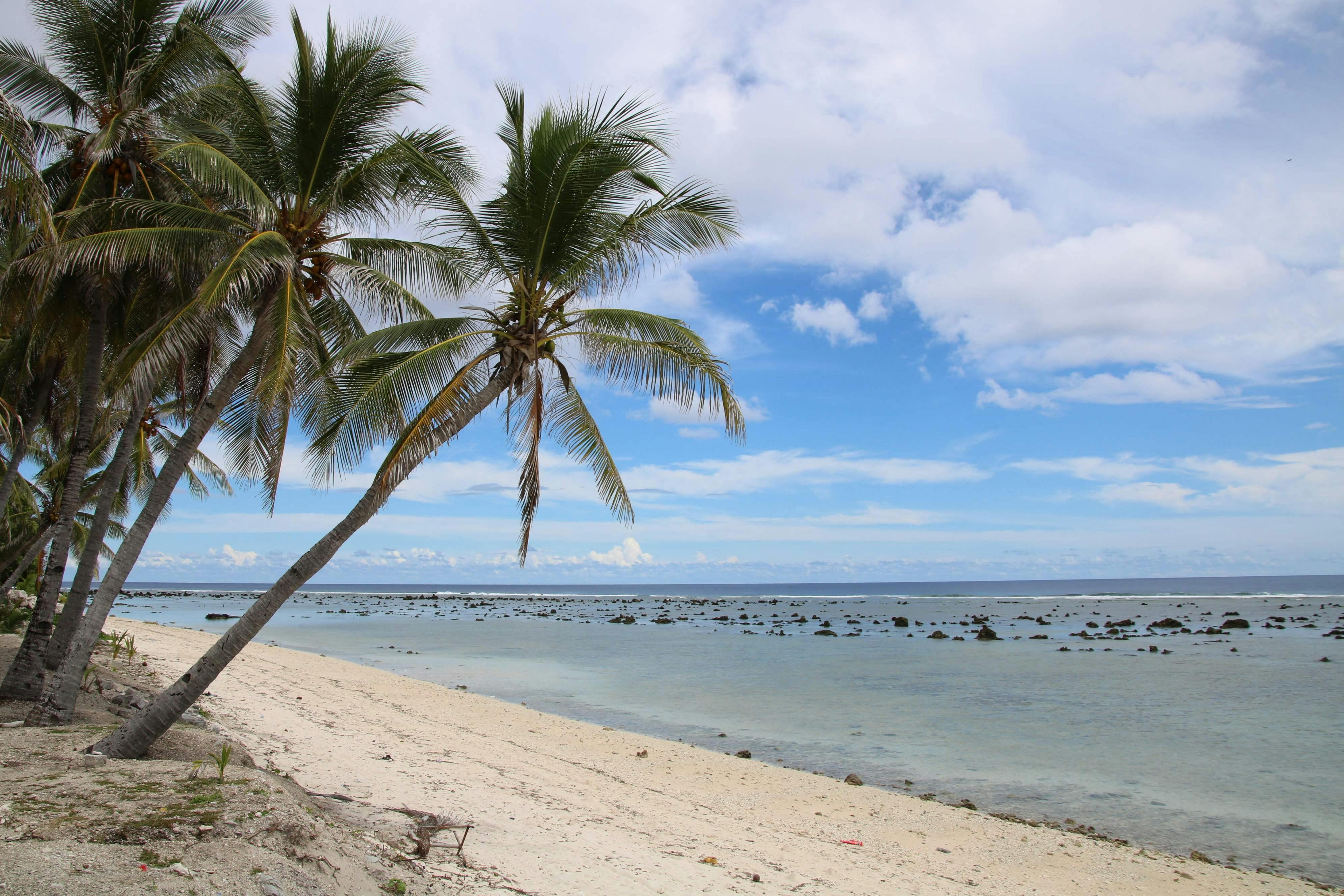 Strand med palmer på øen Nauru