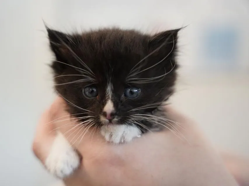 Sort Kattekilling Velkommen til ét samlet sted for alle katte: Dansk Katteregister | Ude ...