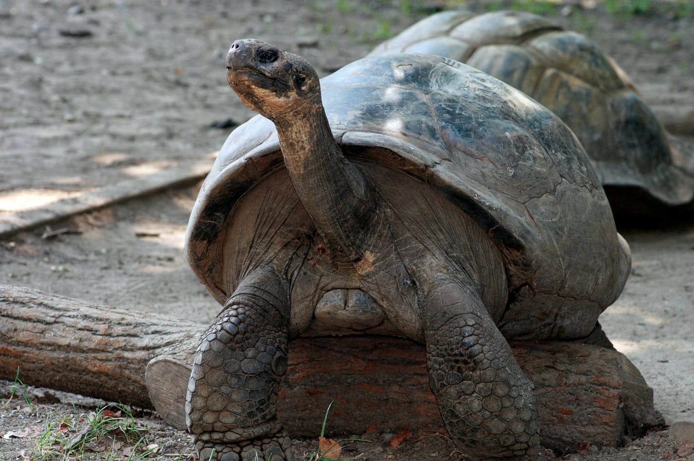 Skildpadden Mommy