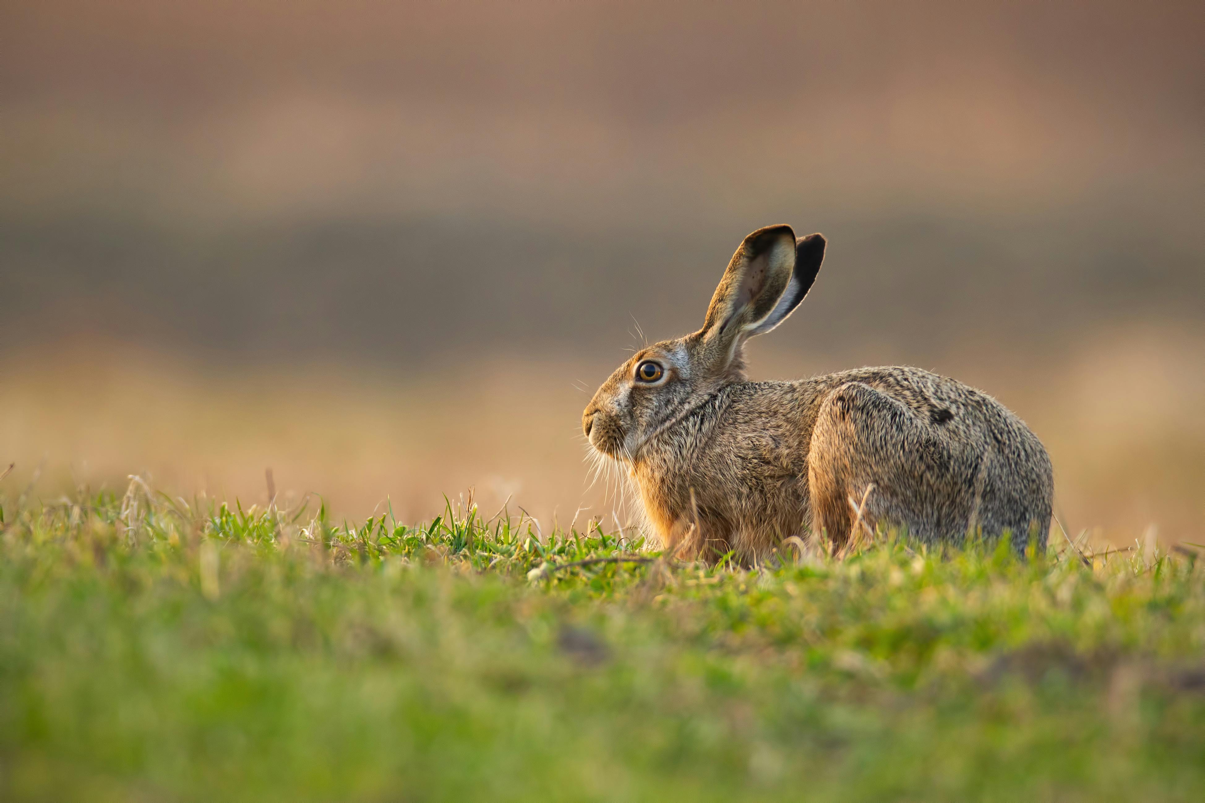 Hare