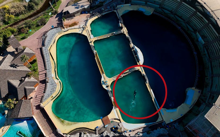 Spækhuggere efterladt i Marineland i Frankrig