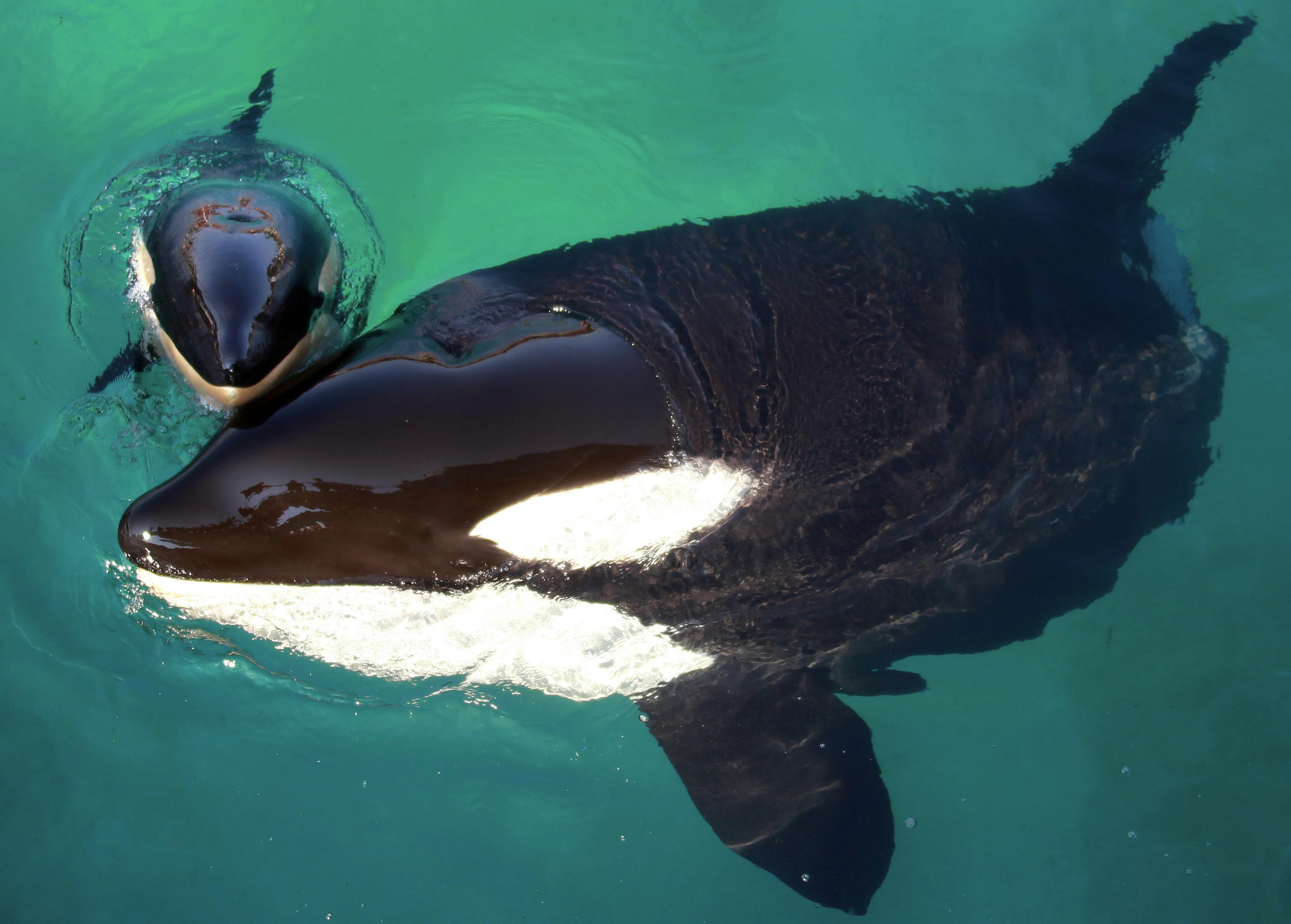 Spækhuggerne Wikie og Keijo i Marineland i Frankrig