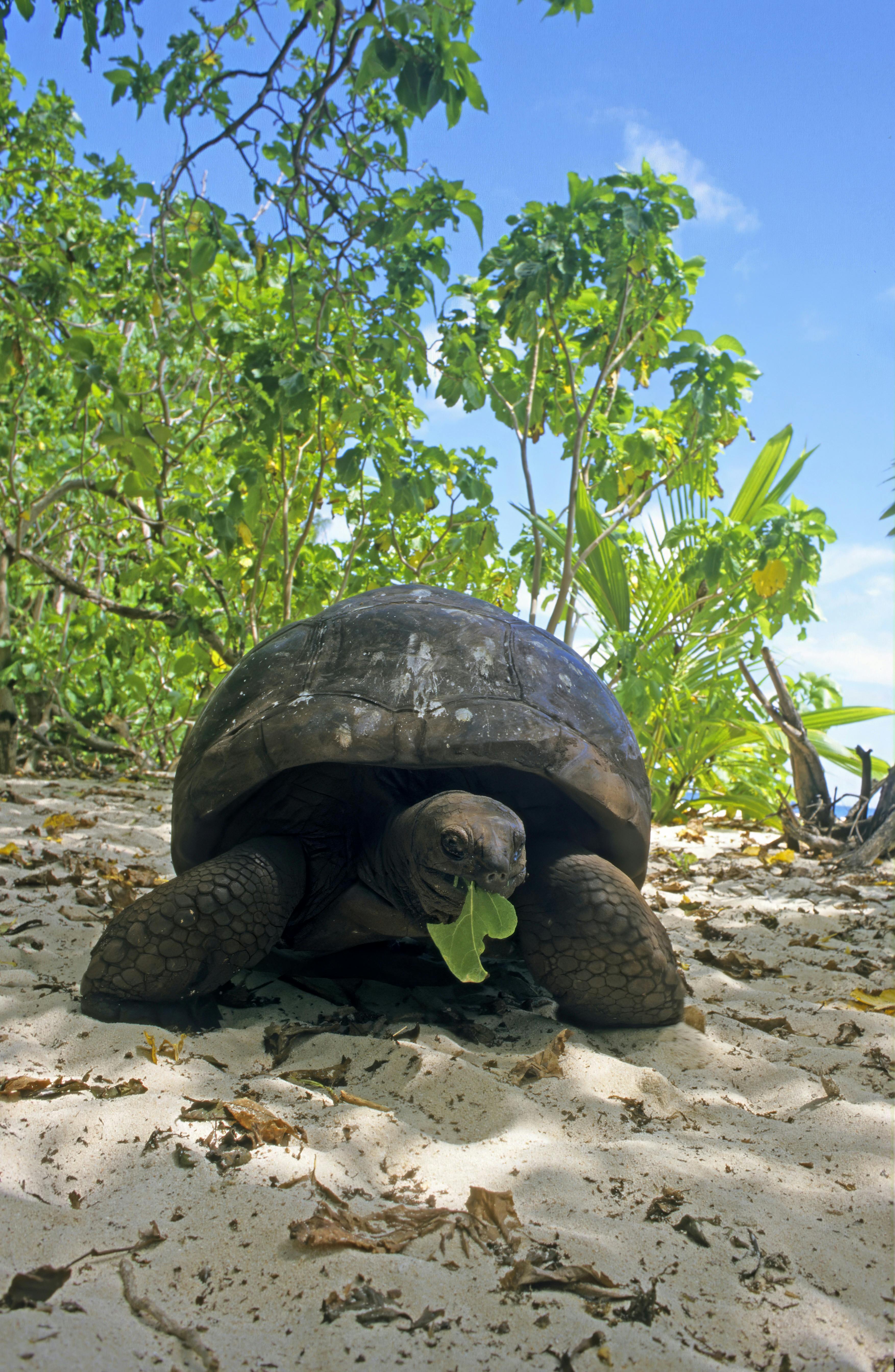 Kæmpeskildpadde på Seychellerne