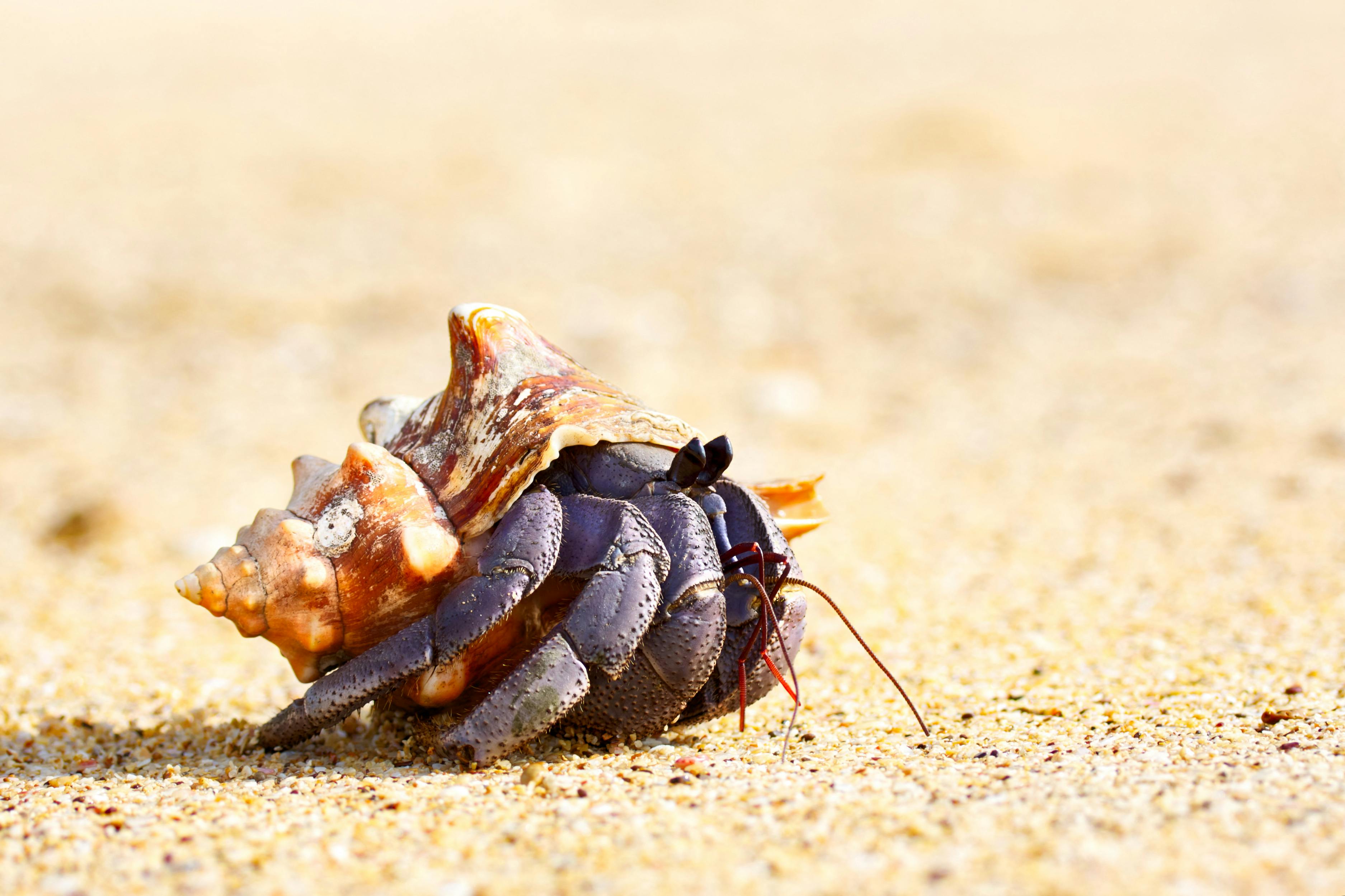 Eremitkrebs på strand