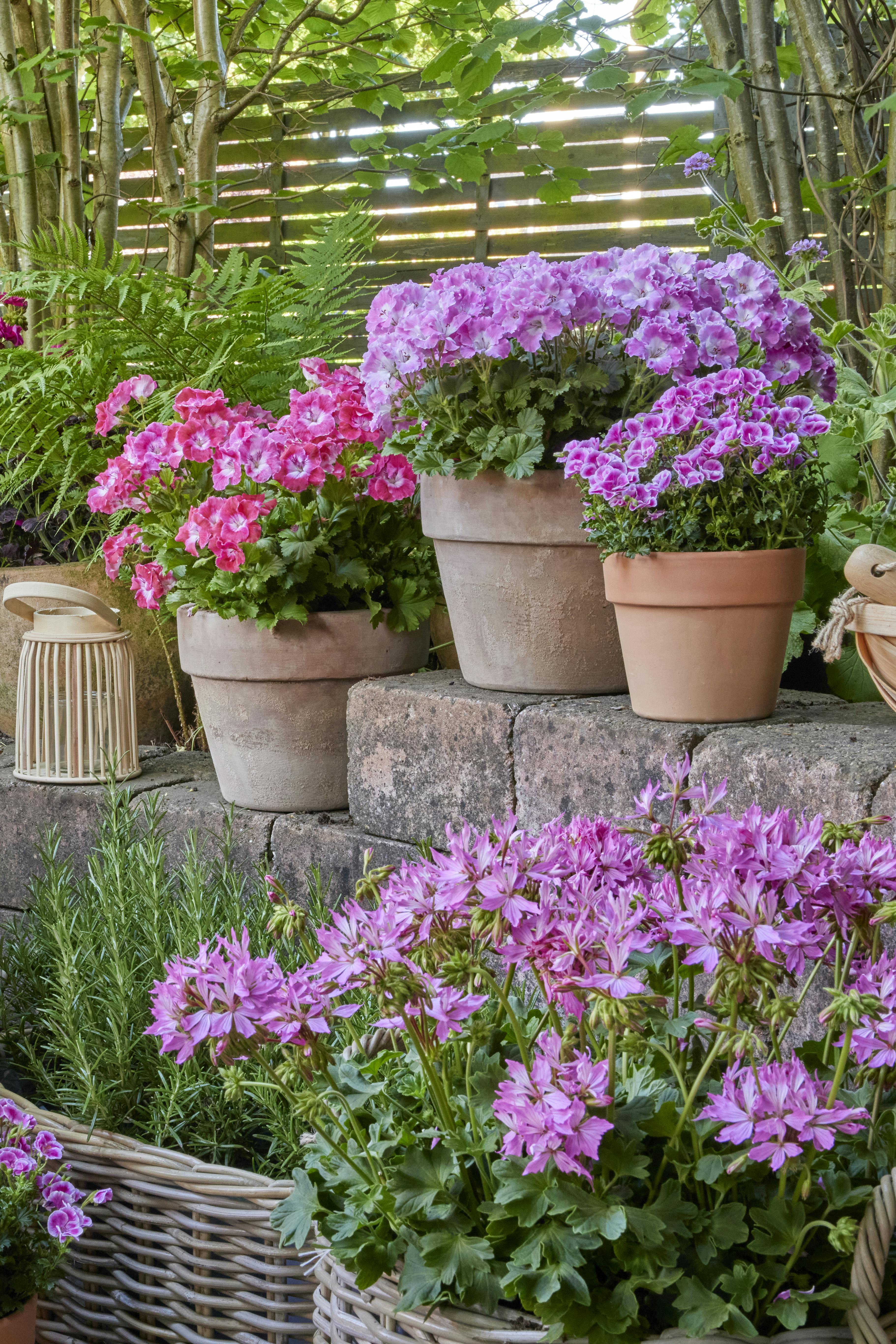 Tips til den bedste pelargoniepleje