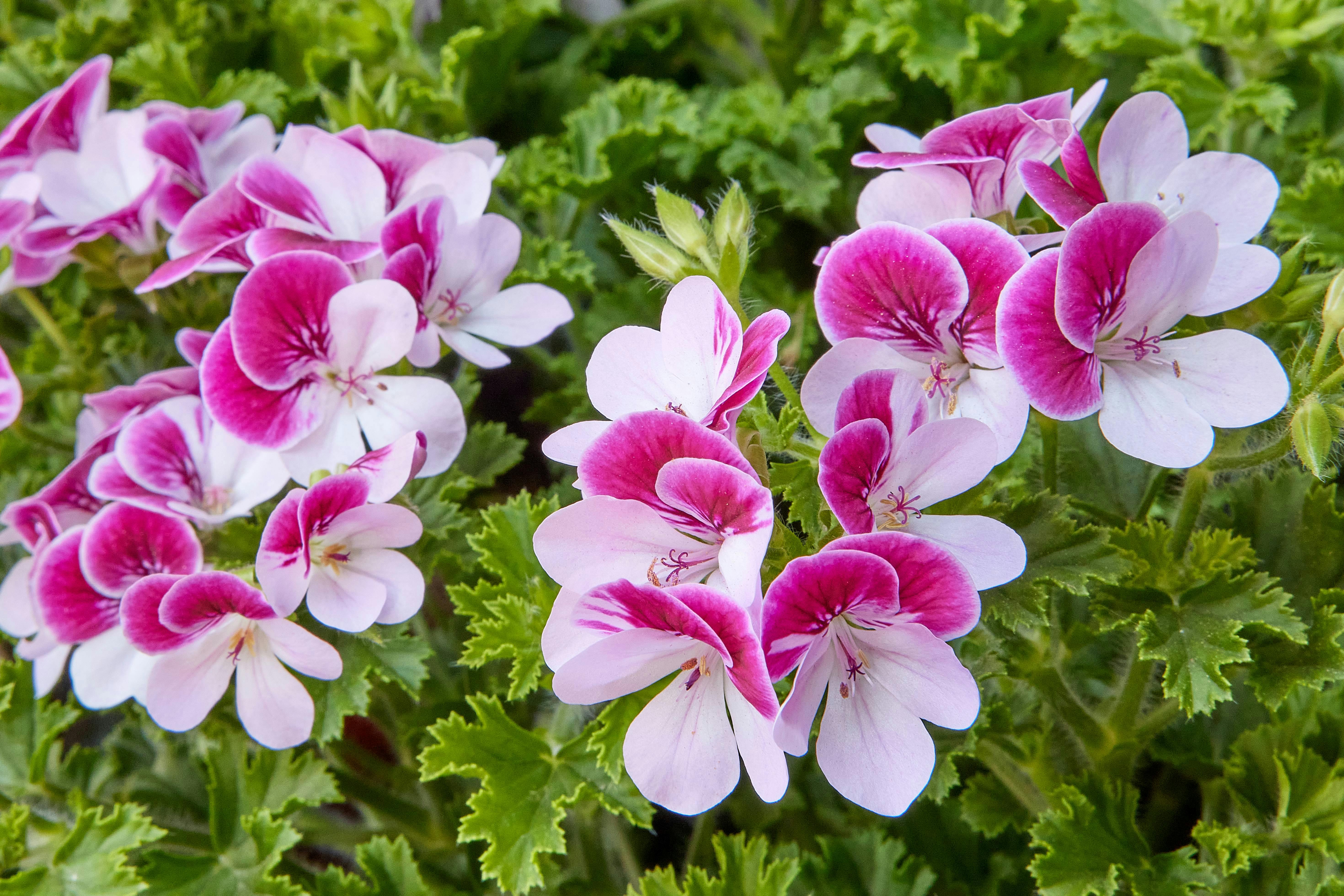 Tips til den bedste pelargoniepleje