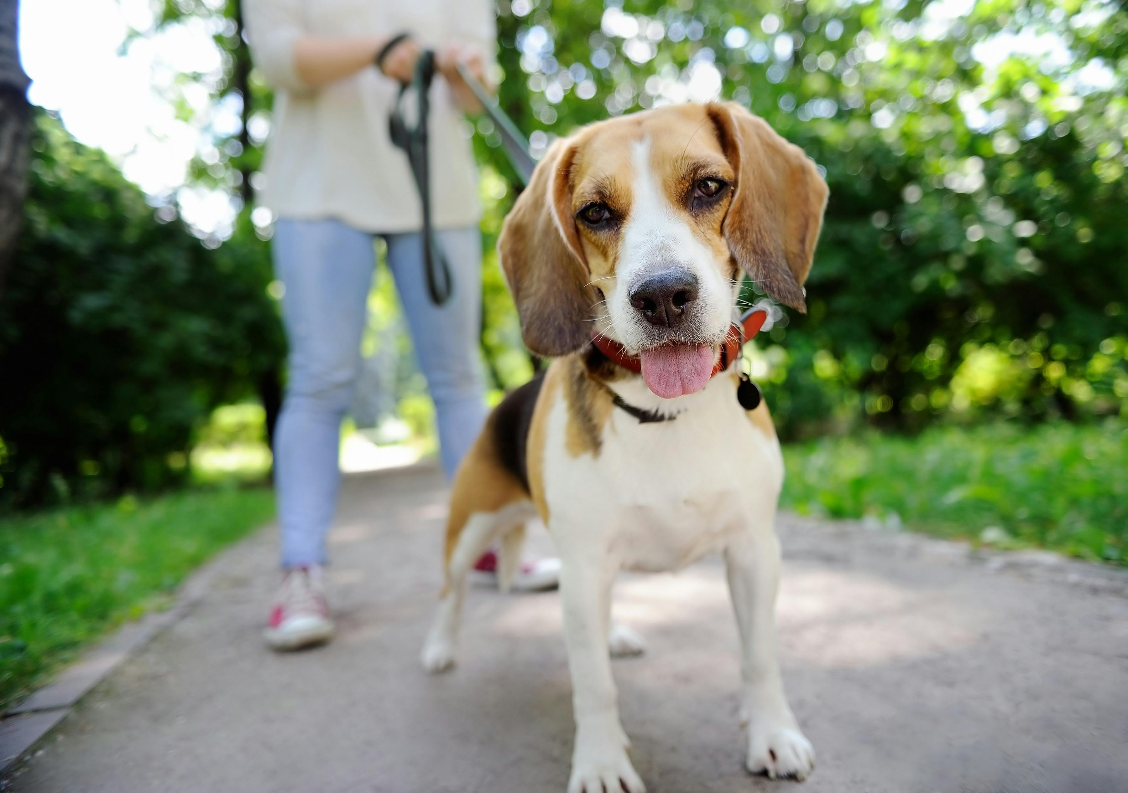 Kvinde går tur med hund i snor