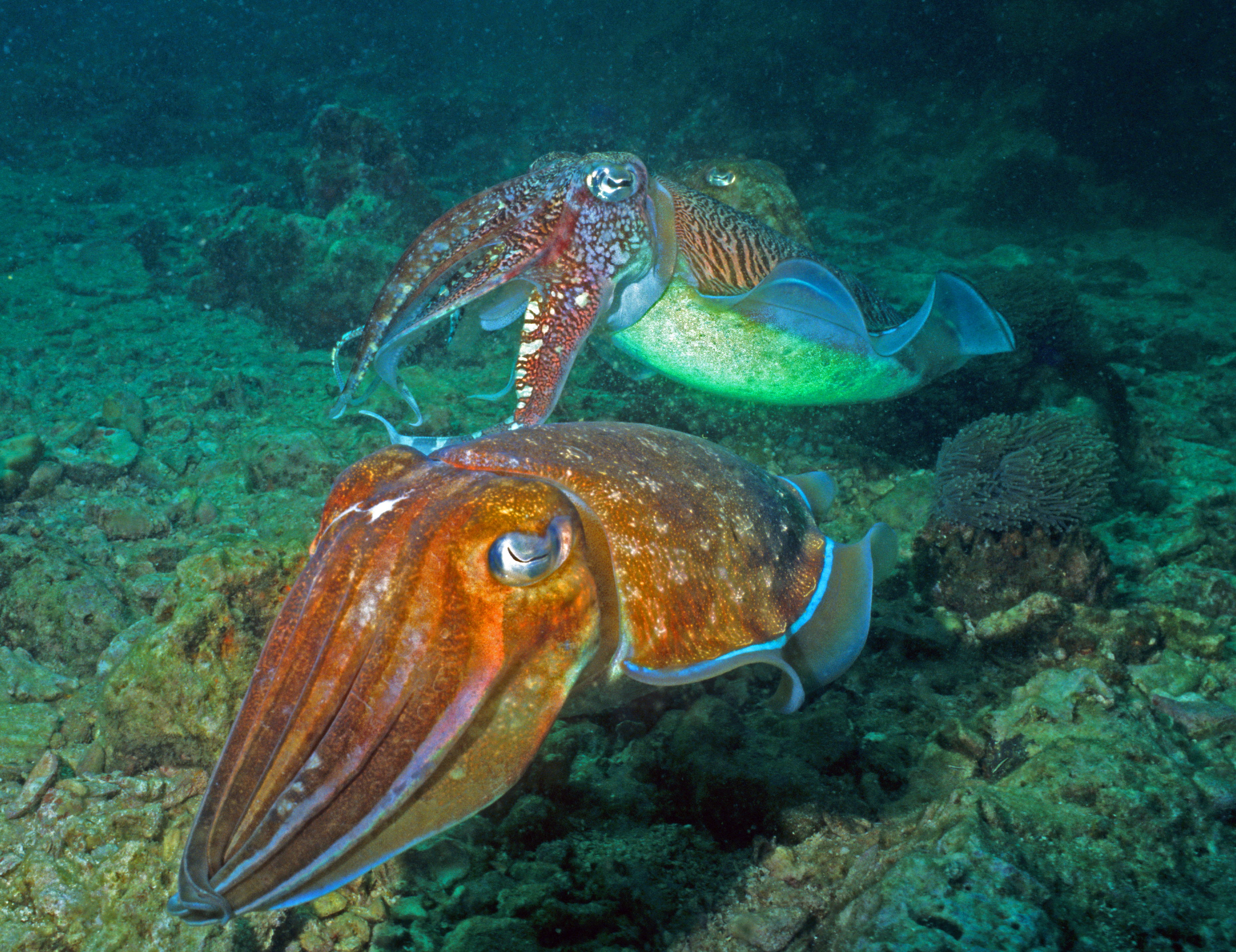 Blæksprutter der parrer sig