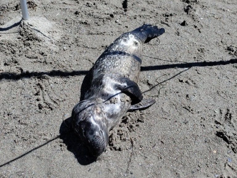 Død sælunge ved Enø Strand