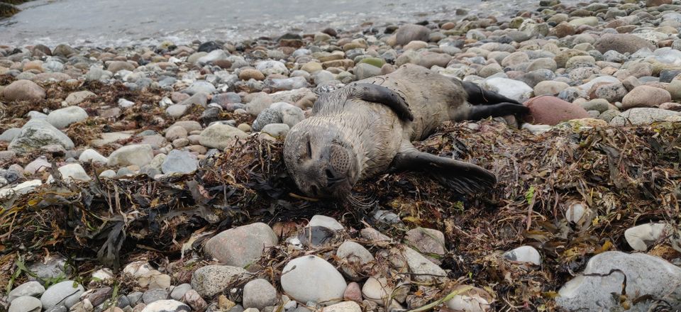 Sælunge, der blot sover, men ser død ud