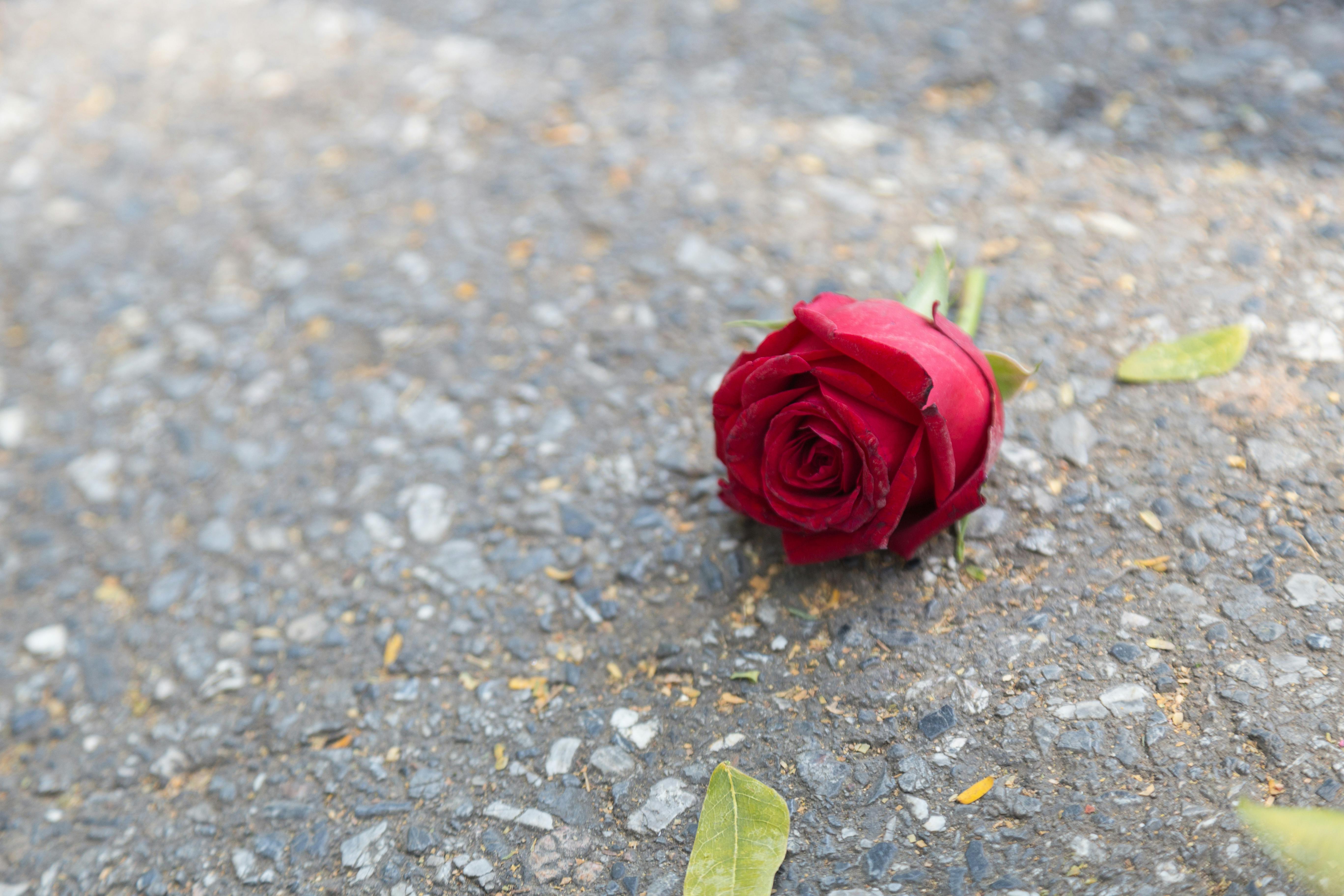 En enkelt rød rose ligger på en vej.