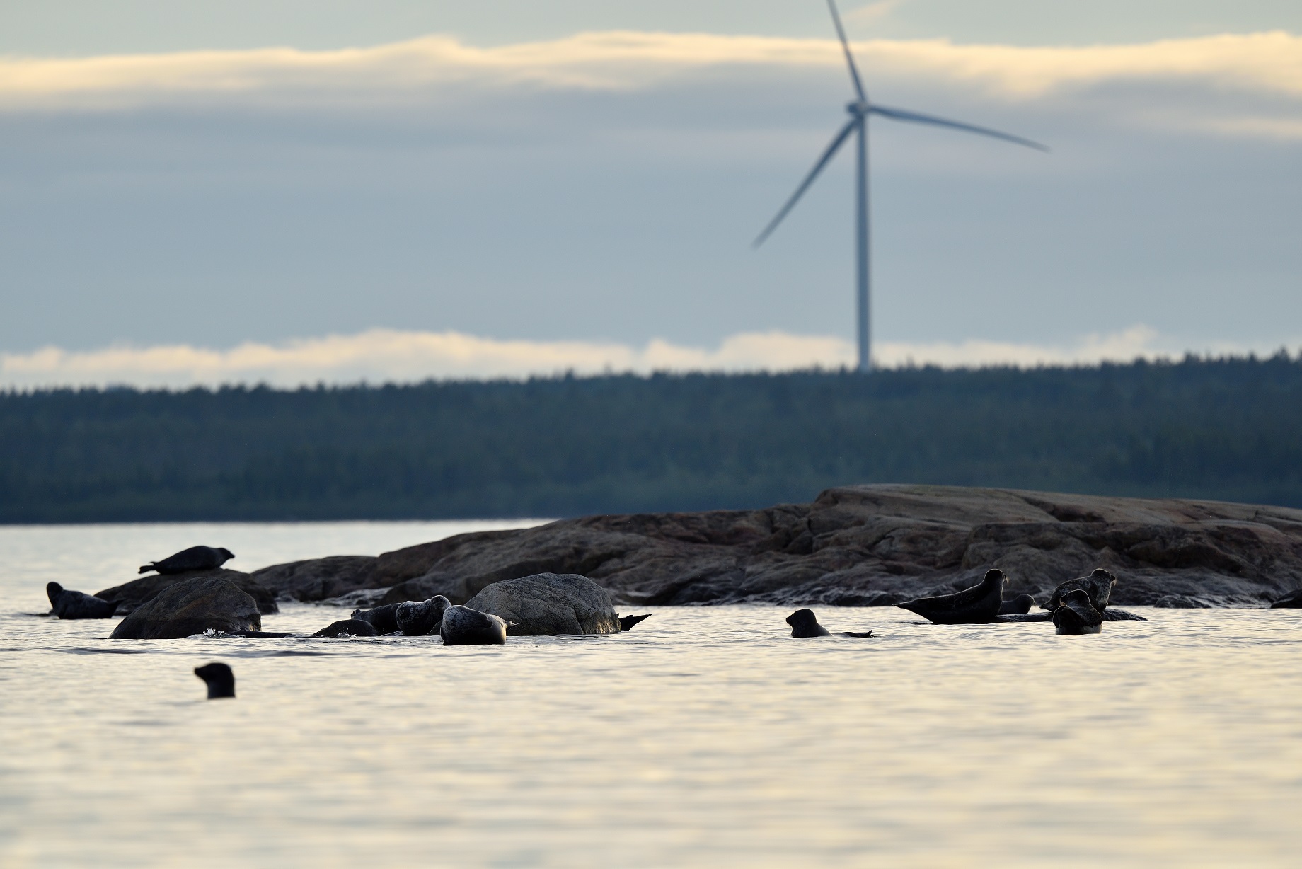 Havpattedyr bruger havvindmølleparker