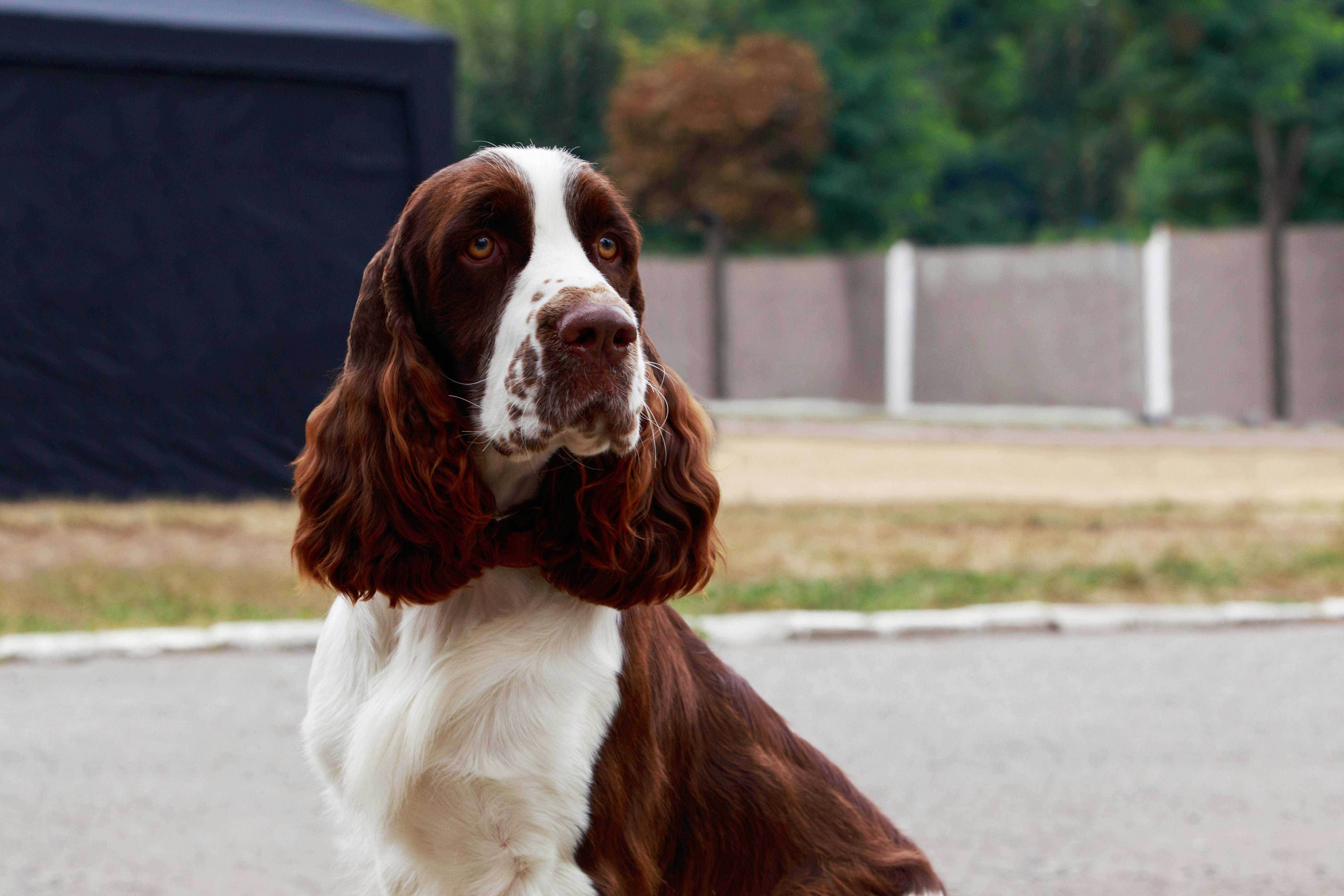 Engelsk springerspaniel