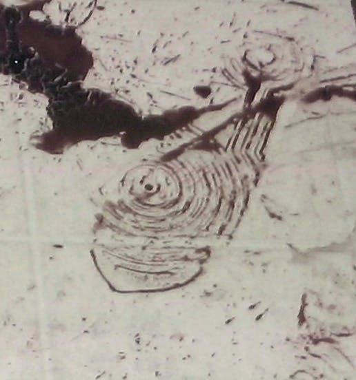 Mordet på Meghan Landowski - Gerningsstedet