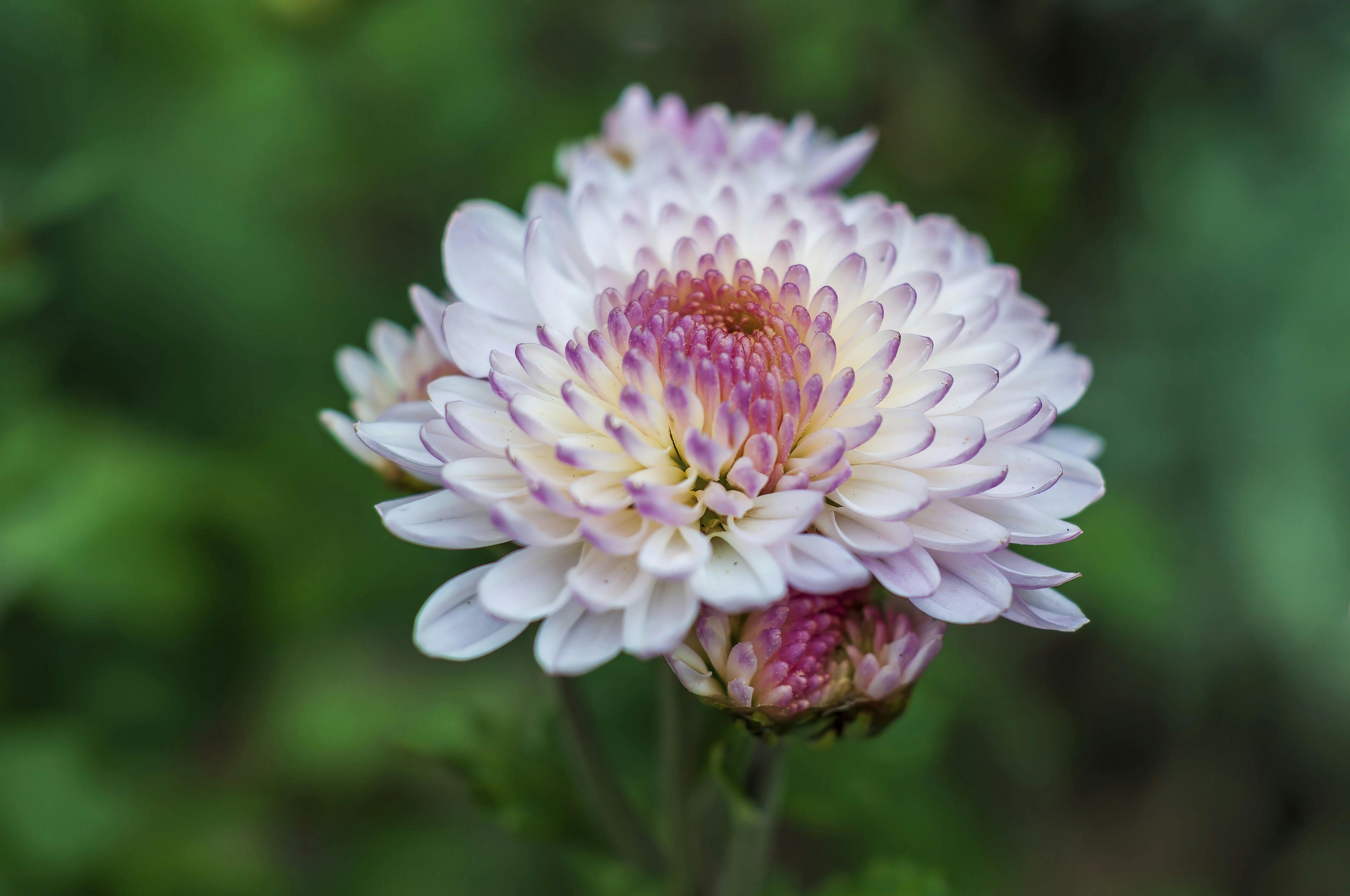 Nærbillede af blomst - genbrug jorden
