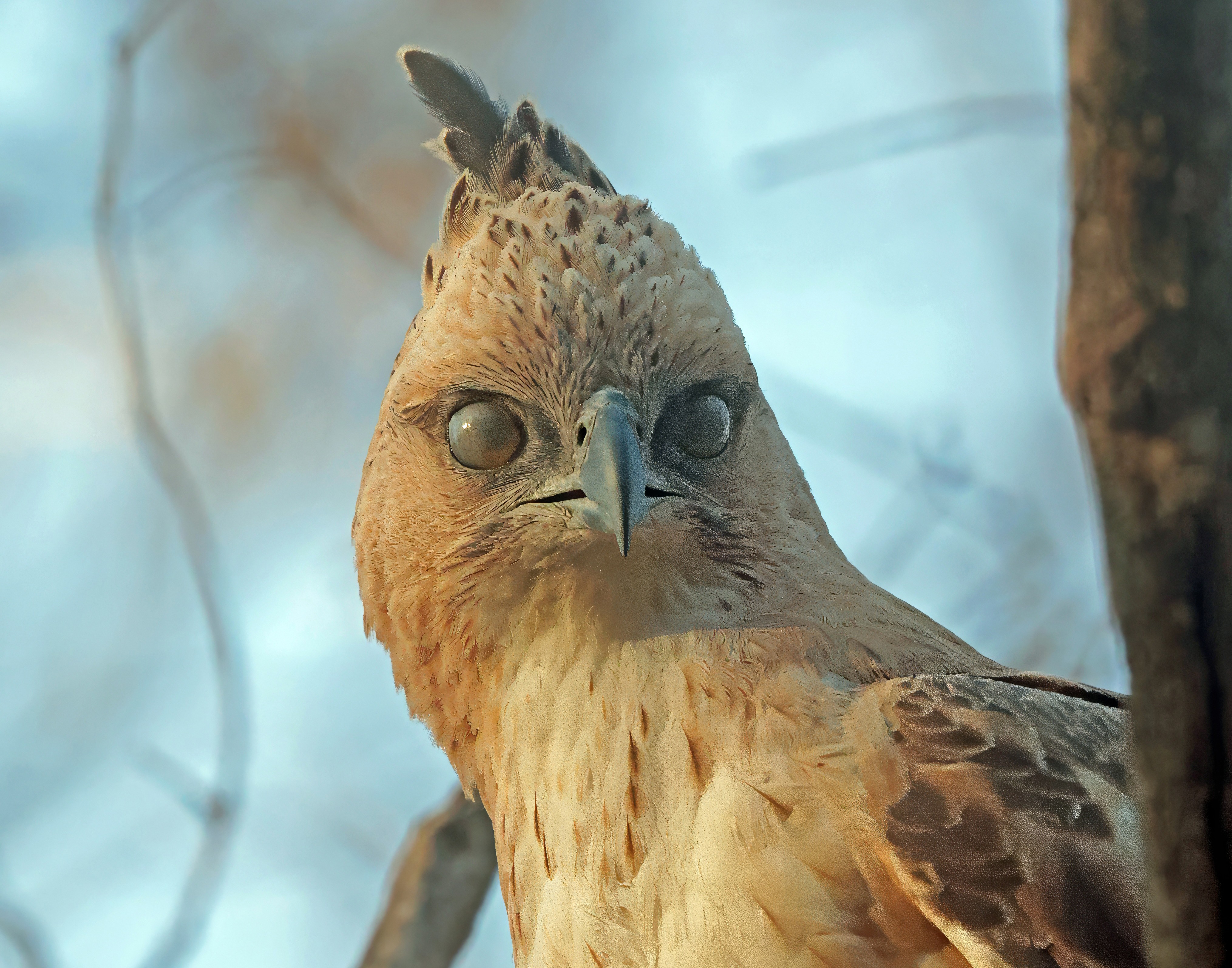 Rovfugle har et sæt ekstra øjenlåg 