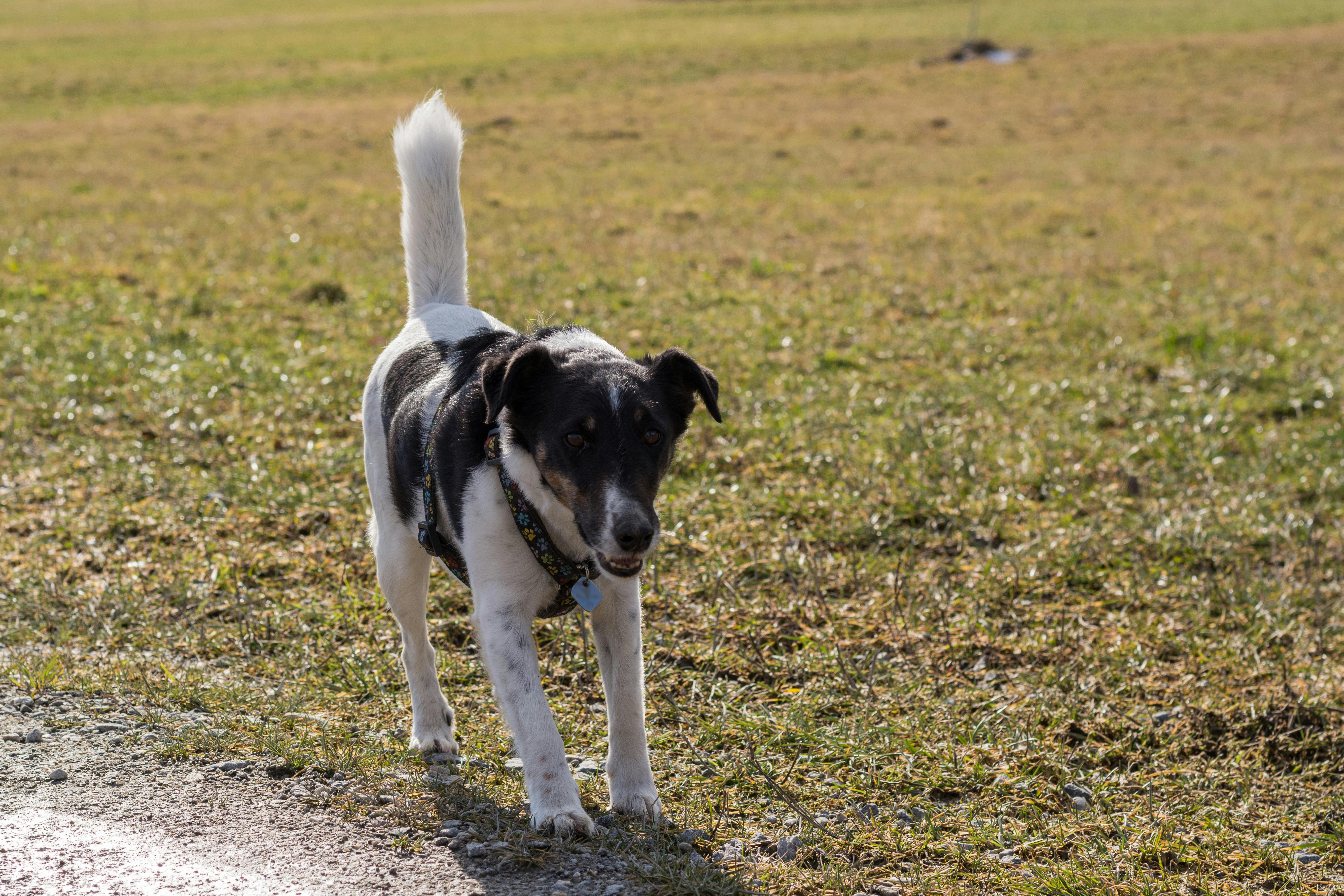 Foxterrier går på landevej