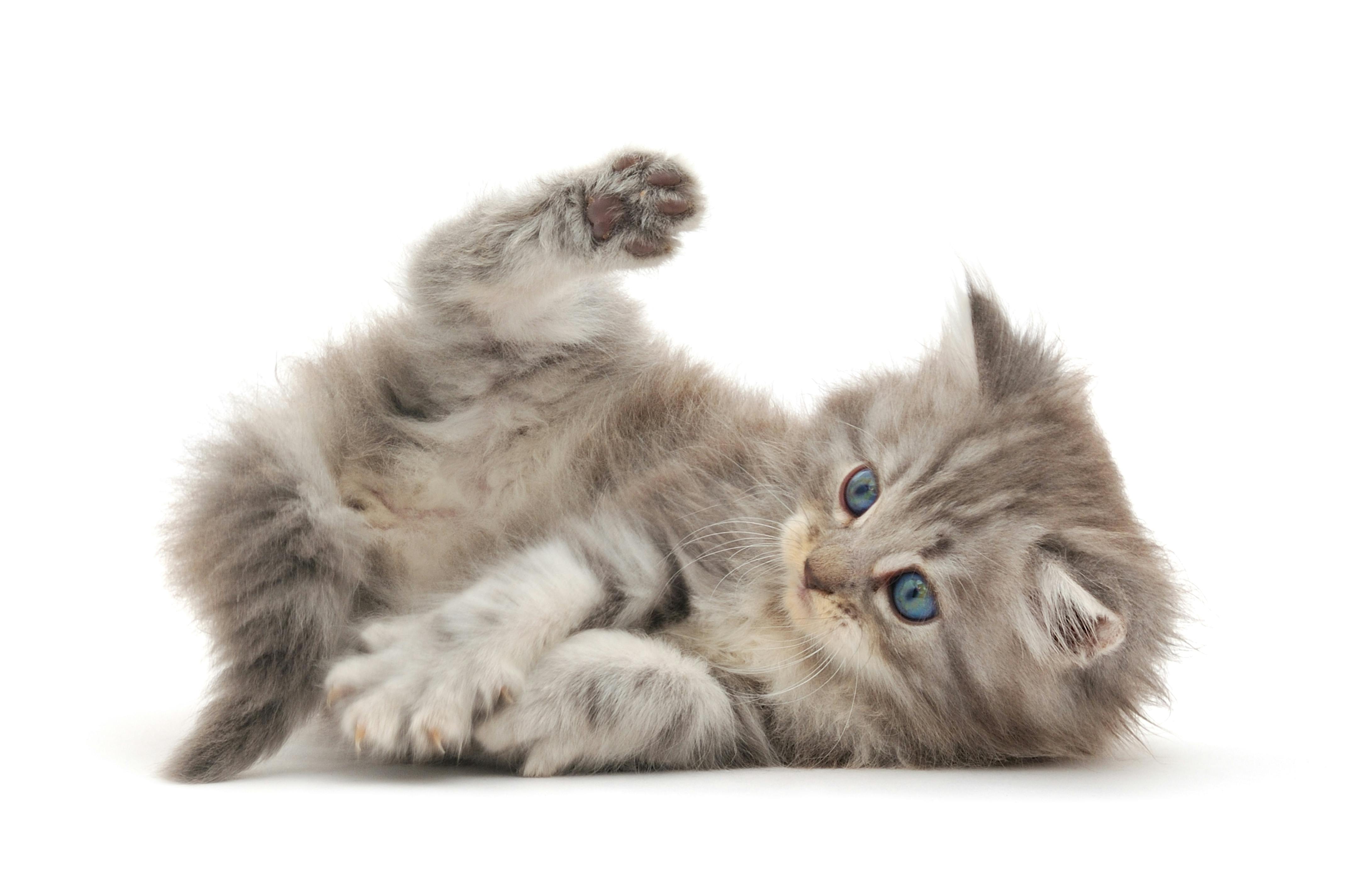 Kattekilling.