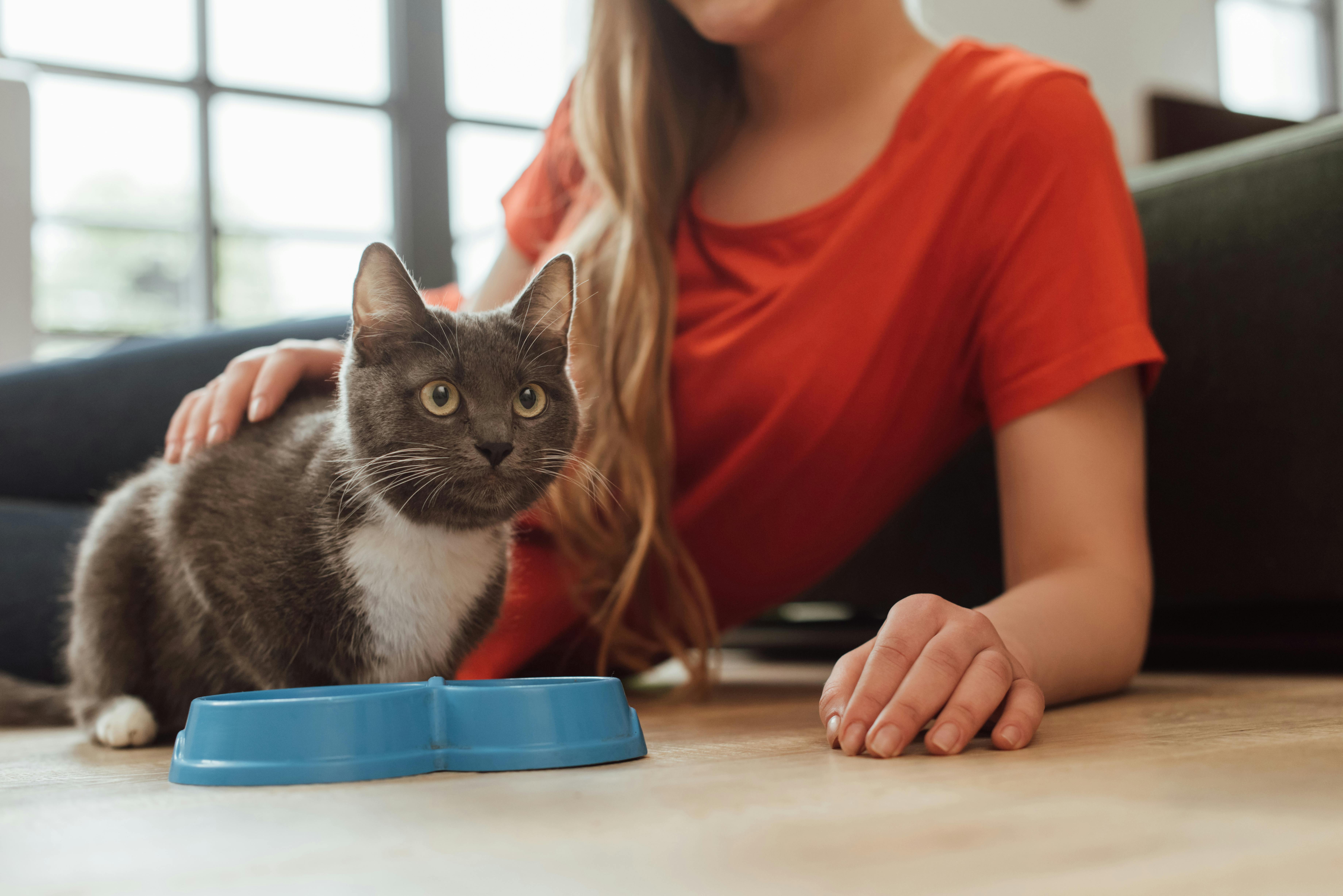 Kattetis på køkkengulv