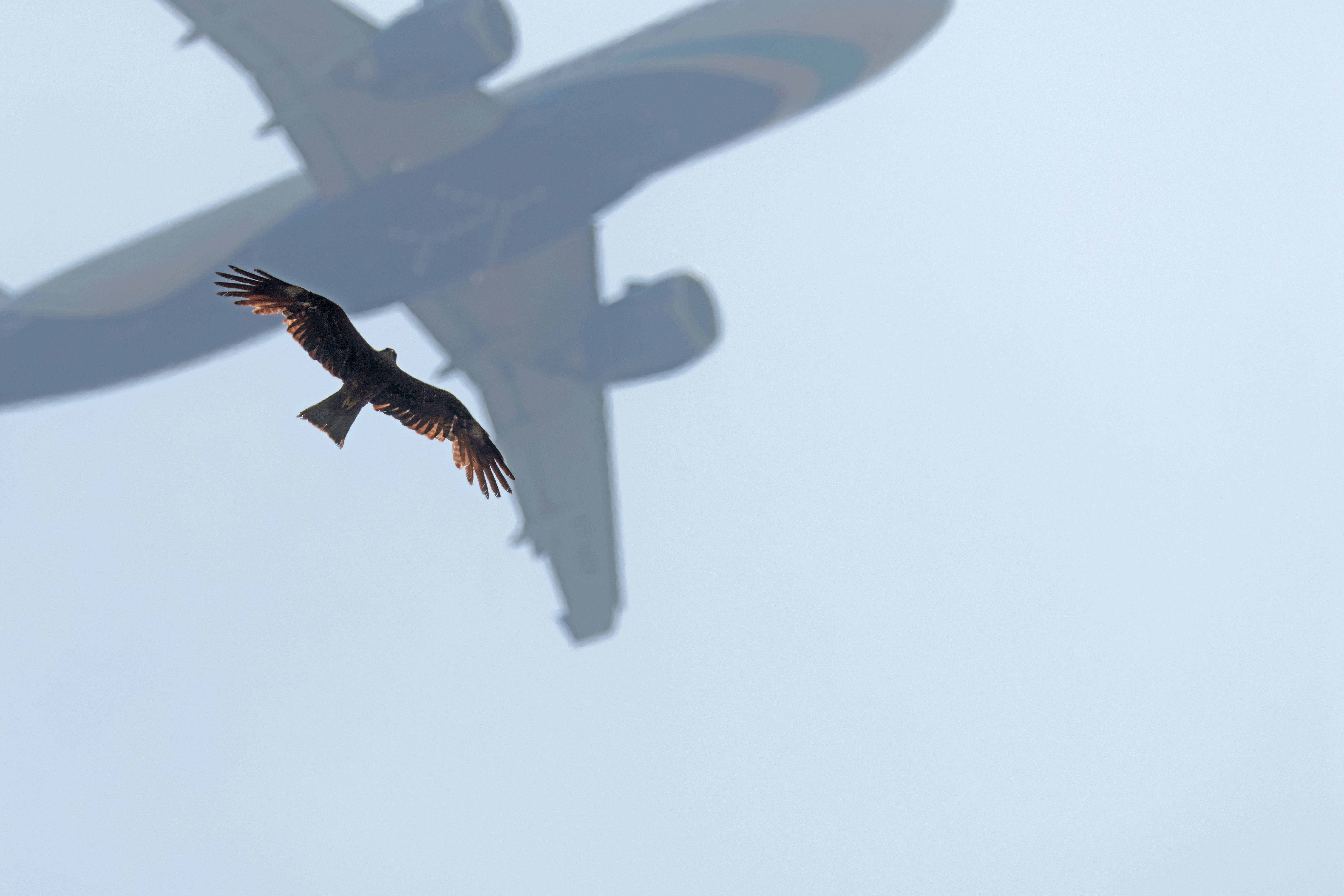 Fugle og flytrafik er en dødsensfarlig cocktail: Billede af fugl og flyvemaskine