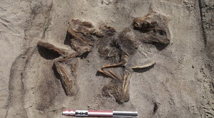 Vikingegrav med hund