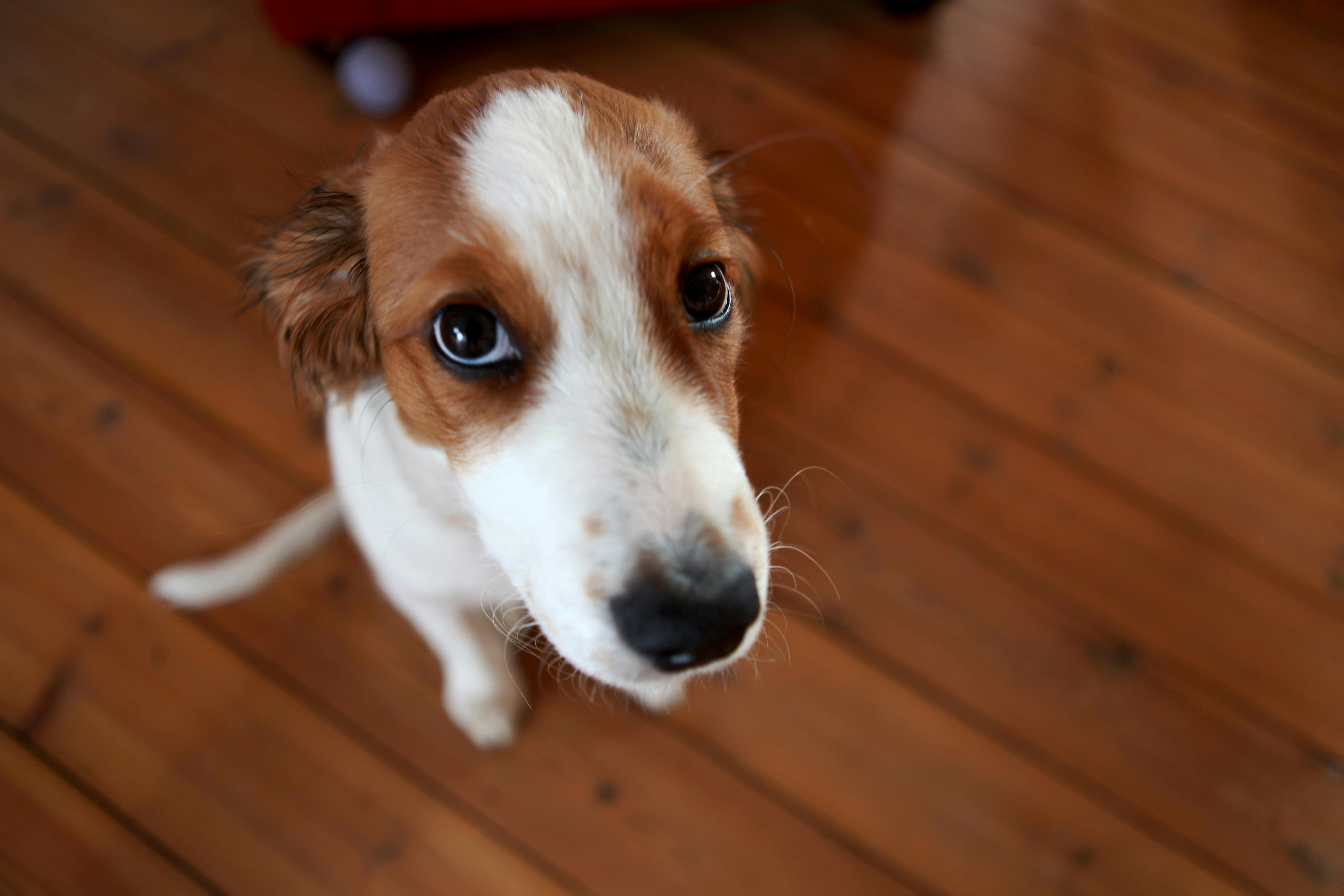 Sød hund med et meget skyldbetynget blik.