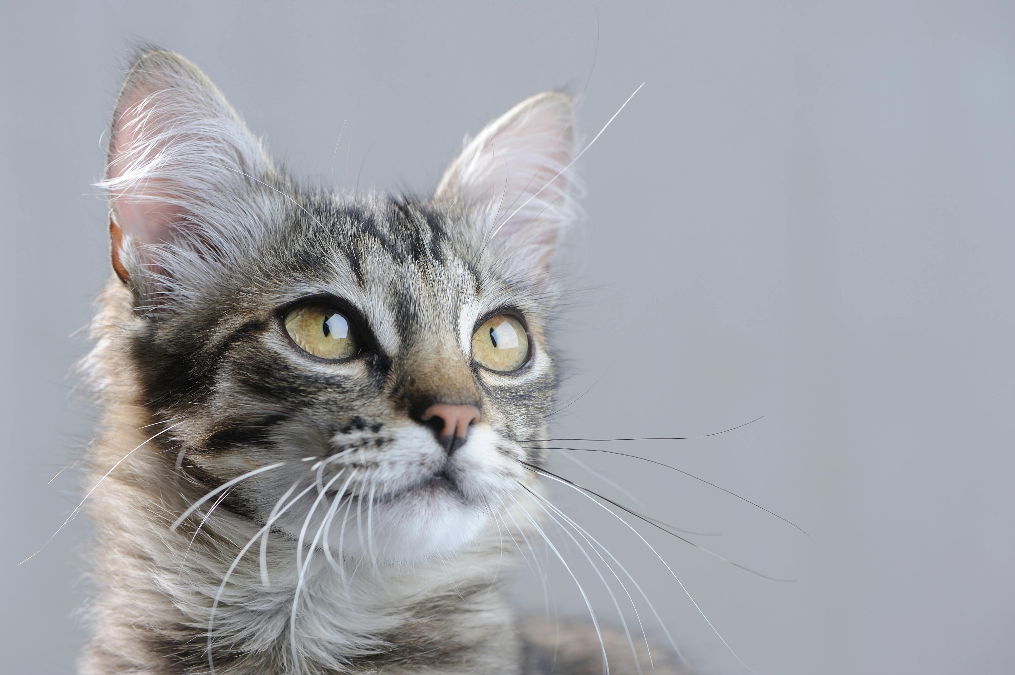 Killing kigger opad - barske metode gjorde måske katte tamme for mange år siden.