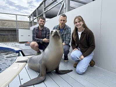 Søløven Ronan er god til rytmer - her poserer den sammen med forskere.