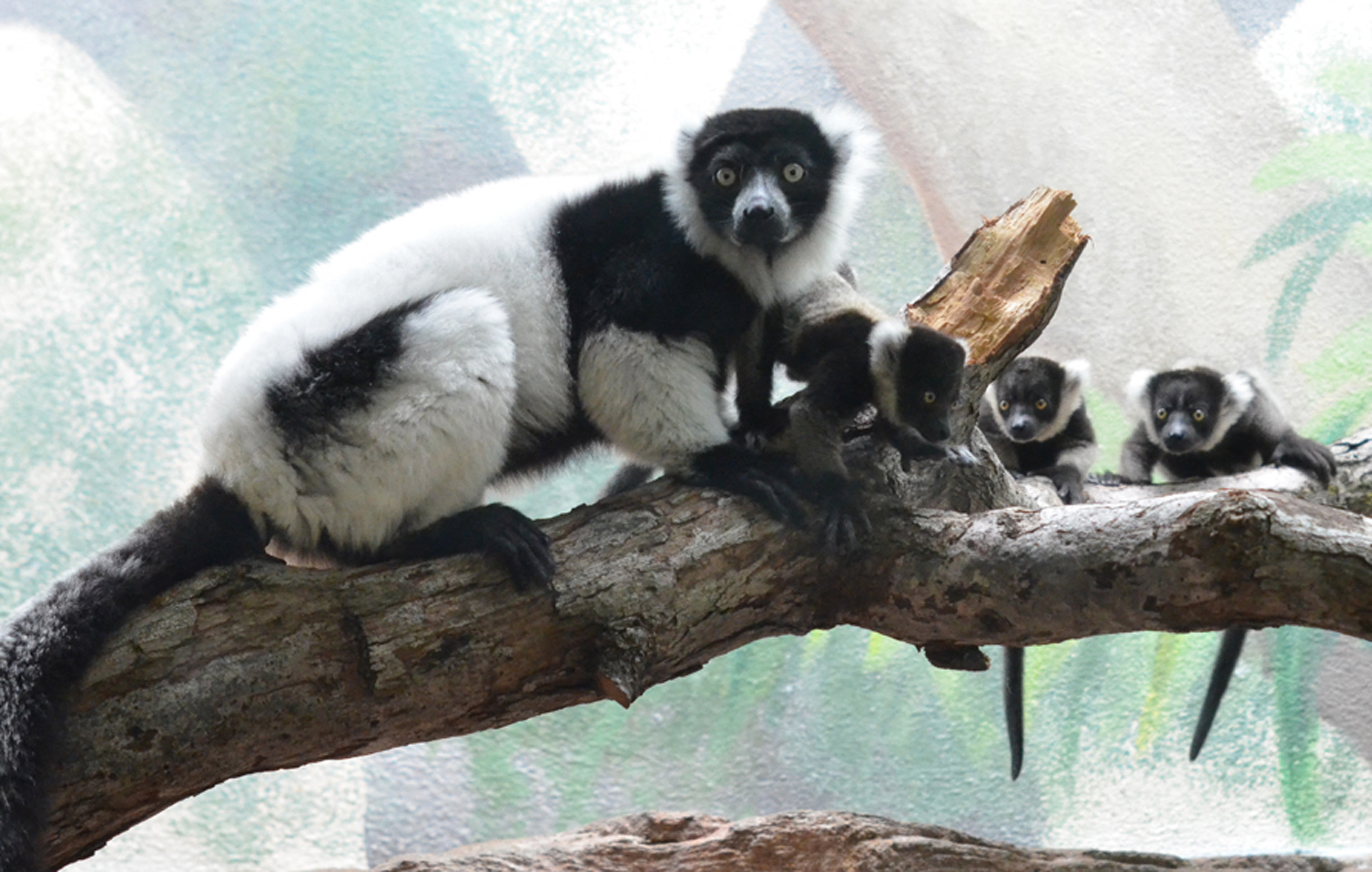 Lemurer på Madagaskar er specielle og udrydningstruede