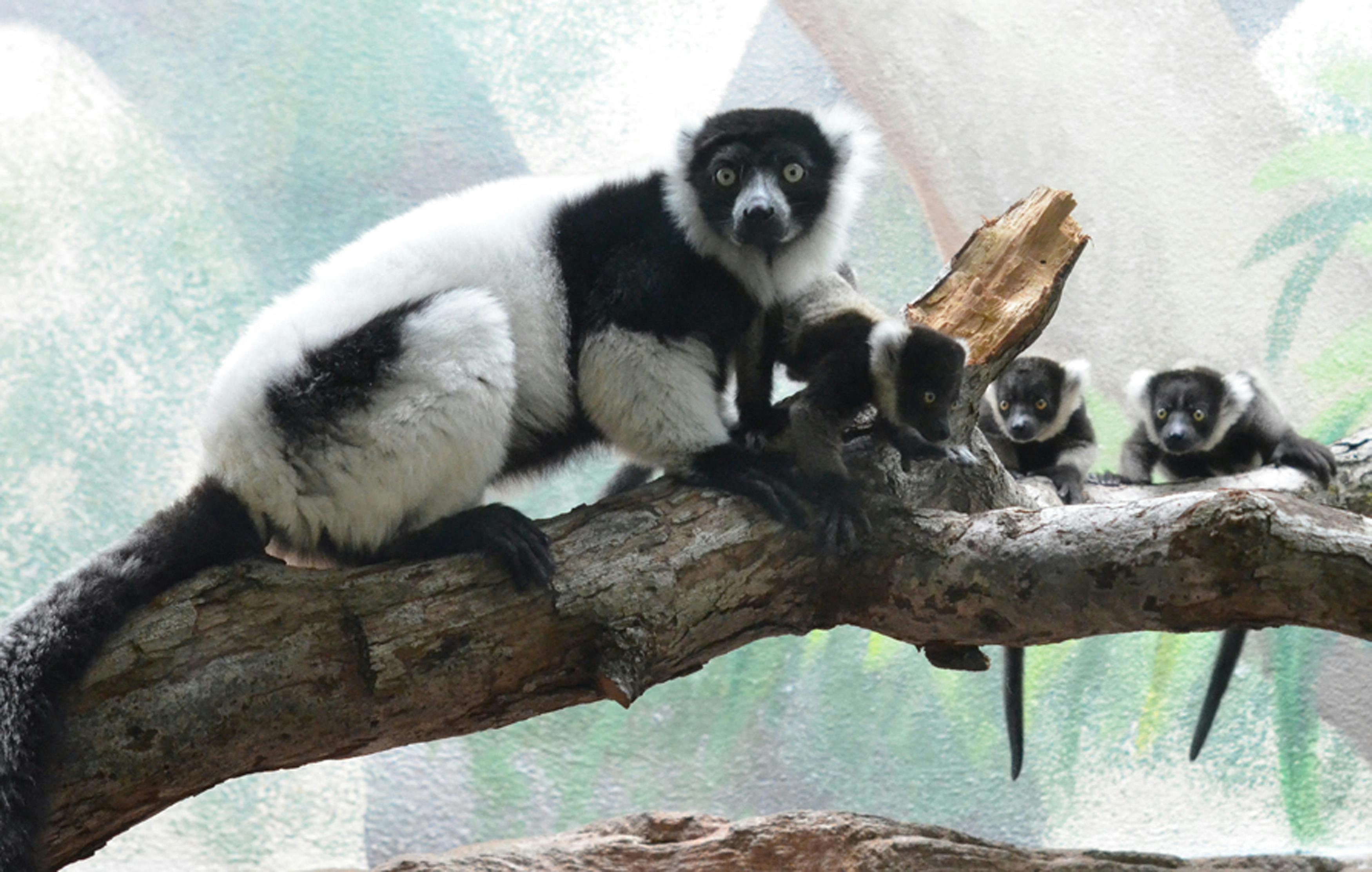 Lemurer på Madagaskar er specielle og udrydningstruede