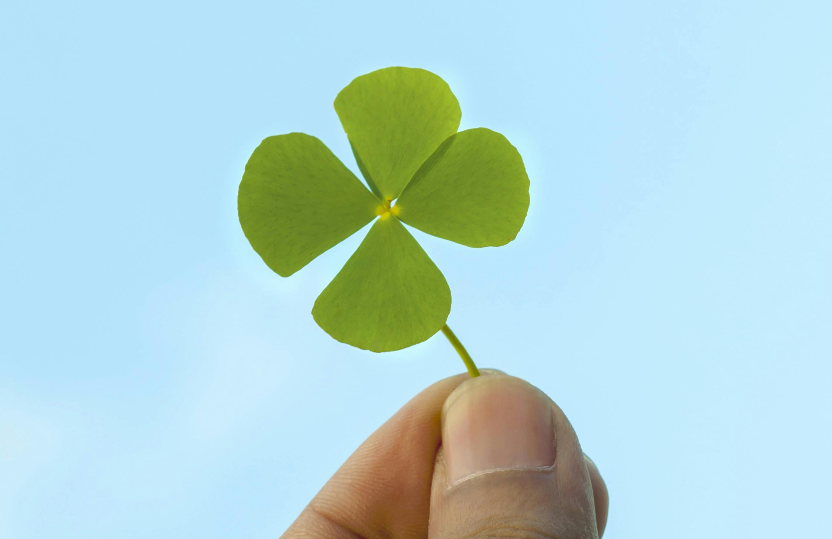 Varsel i drømme: To fingre holder et firkløver op mod en blå himmel.
