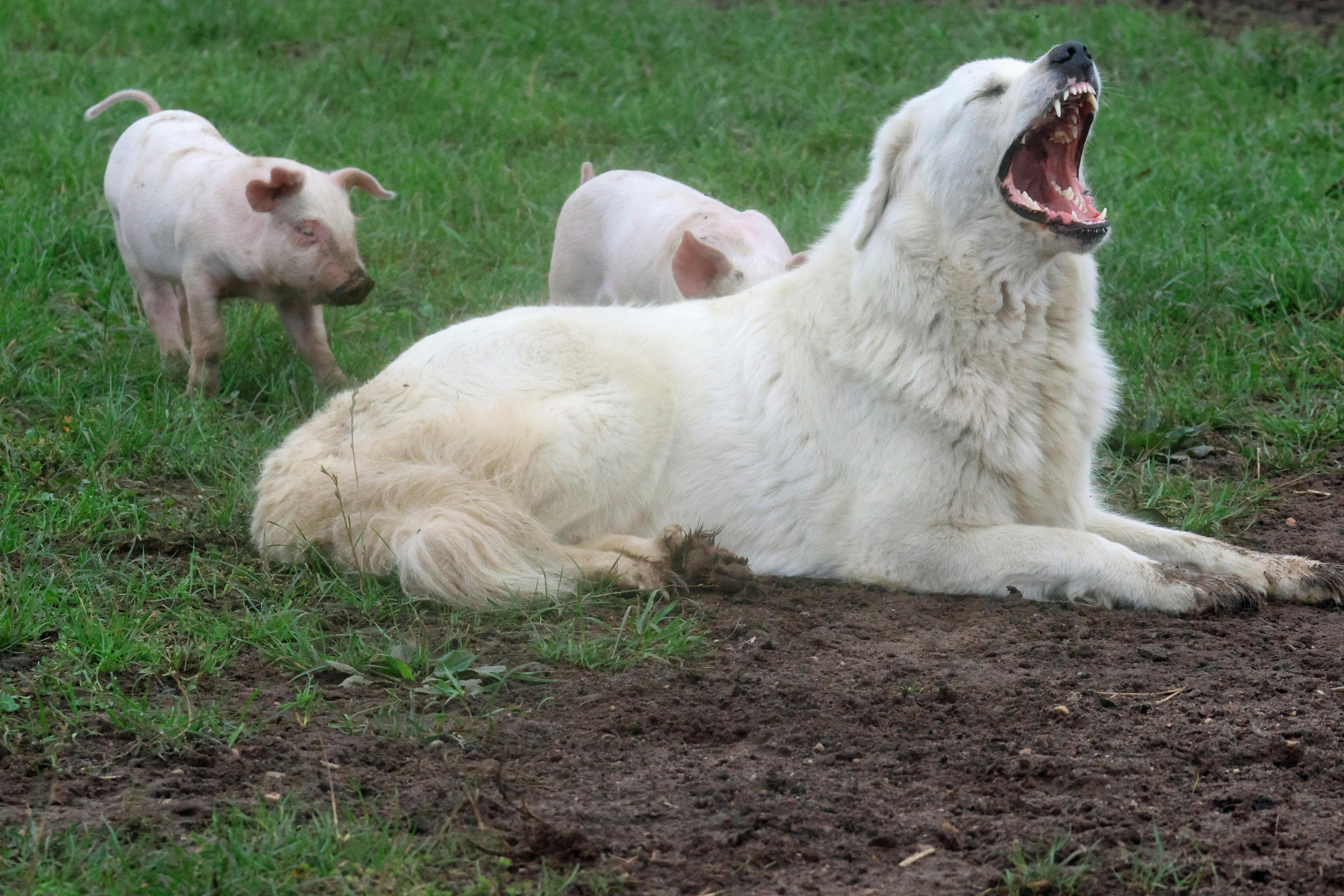 Vogterhunde kan afhjælpe angreb fra rovdyr: Vogterhund, der passer på en gris