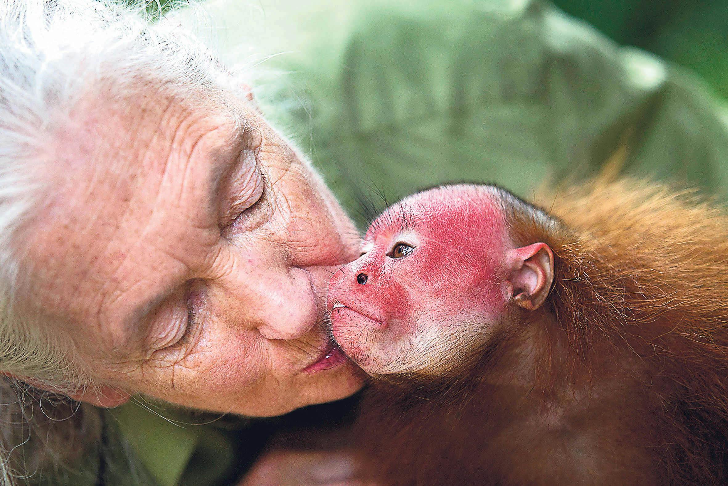 Jane Goodall: Ekspert i chimpanser. Jane kysser en lille abe.