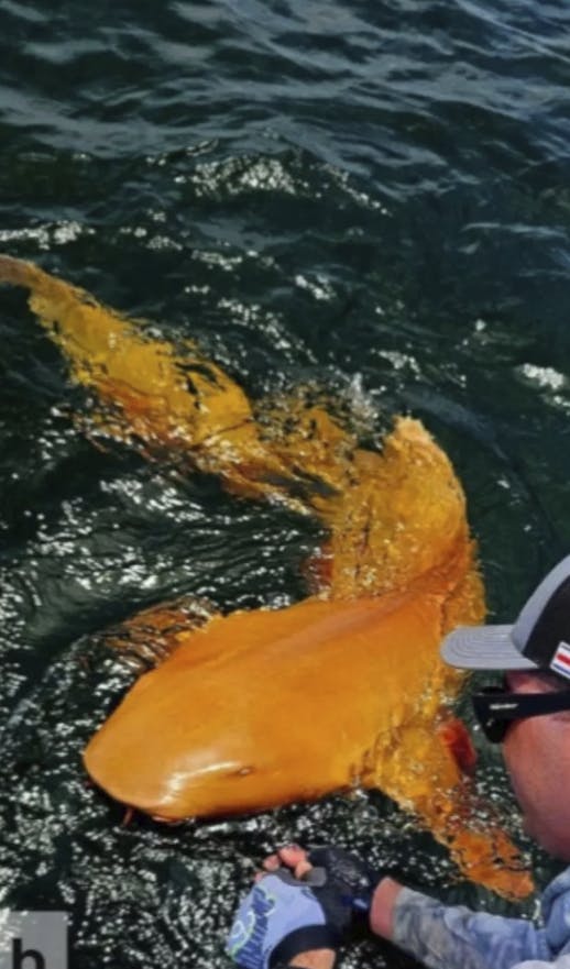 Fiskere fangede sjælden orange haj ved Costa Rica.