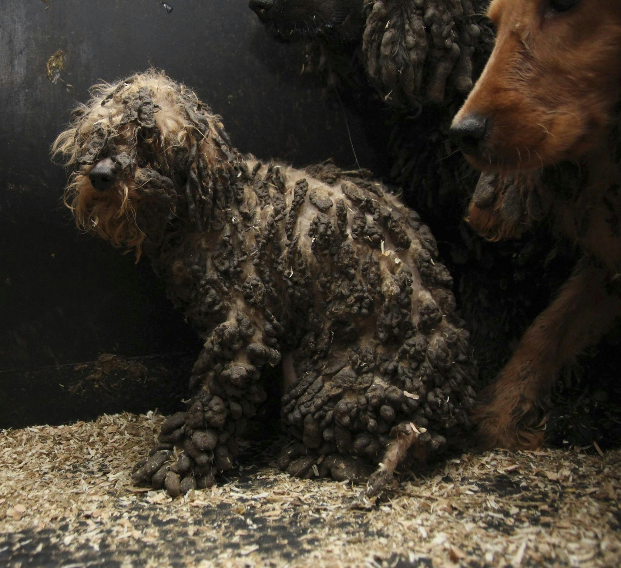 Billede af en af hundene fra dyreværnssagen i Hyllinge, smurt ind i størknet afføring.