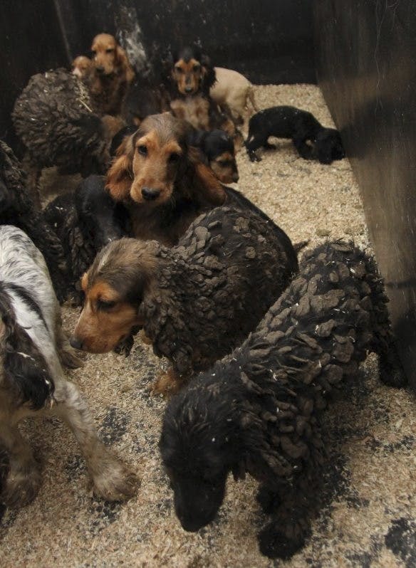 Et foto af nogle af hundene på vej væk fra gården i Hyllinge til et af internaterne