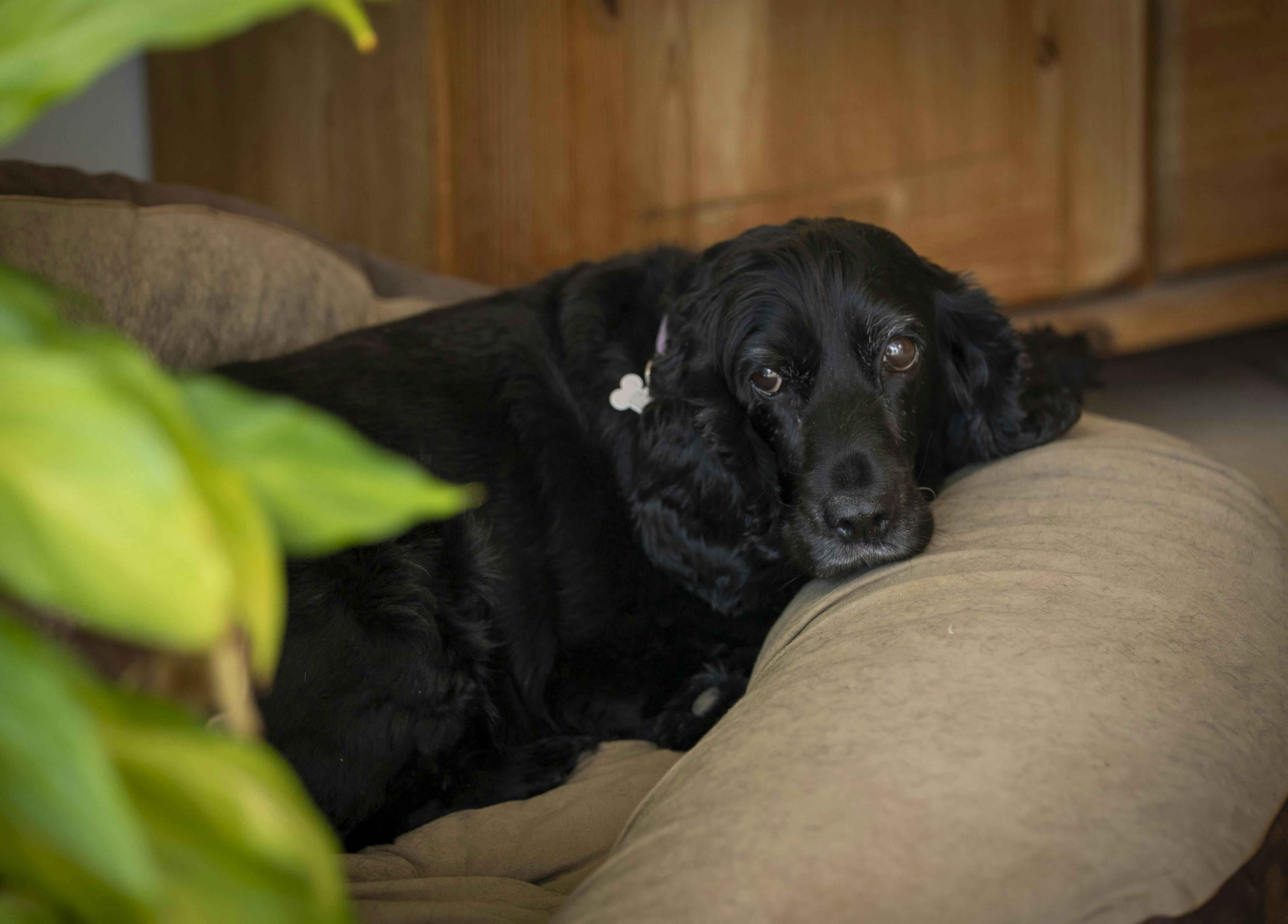 Foto af Mayday/Mette trygt i sin kurv i huset i Langelund.