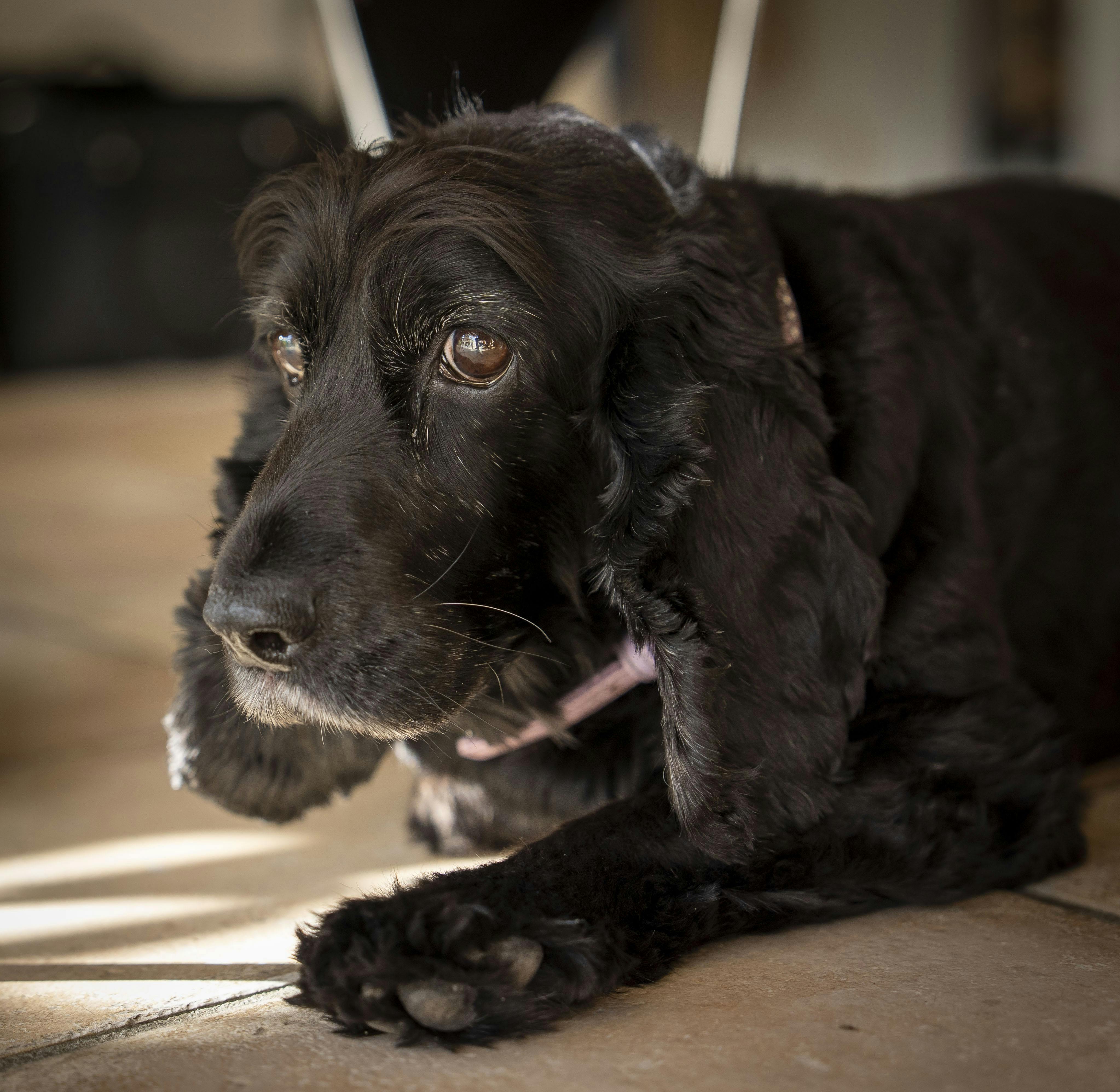 Foto af Mayday/Mette i huset i Langelund.