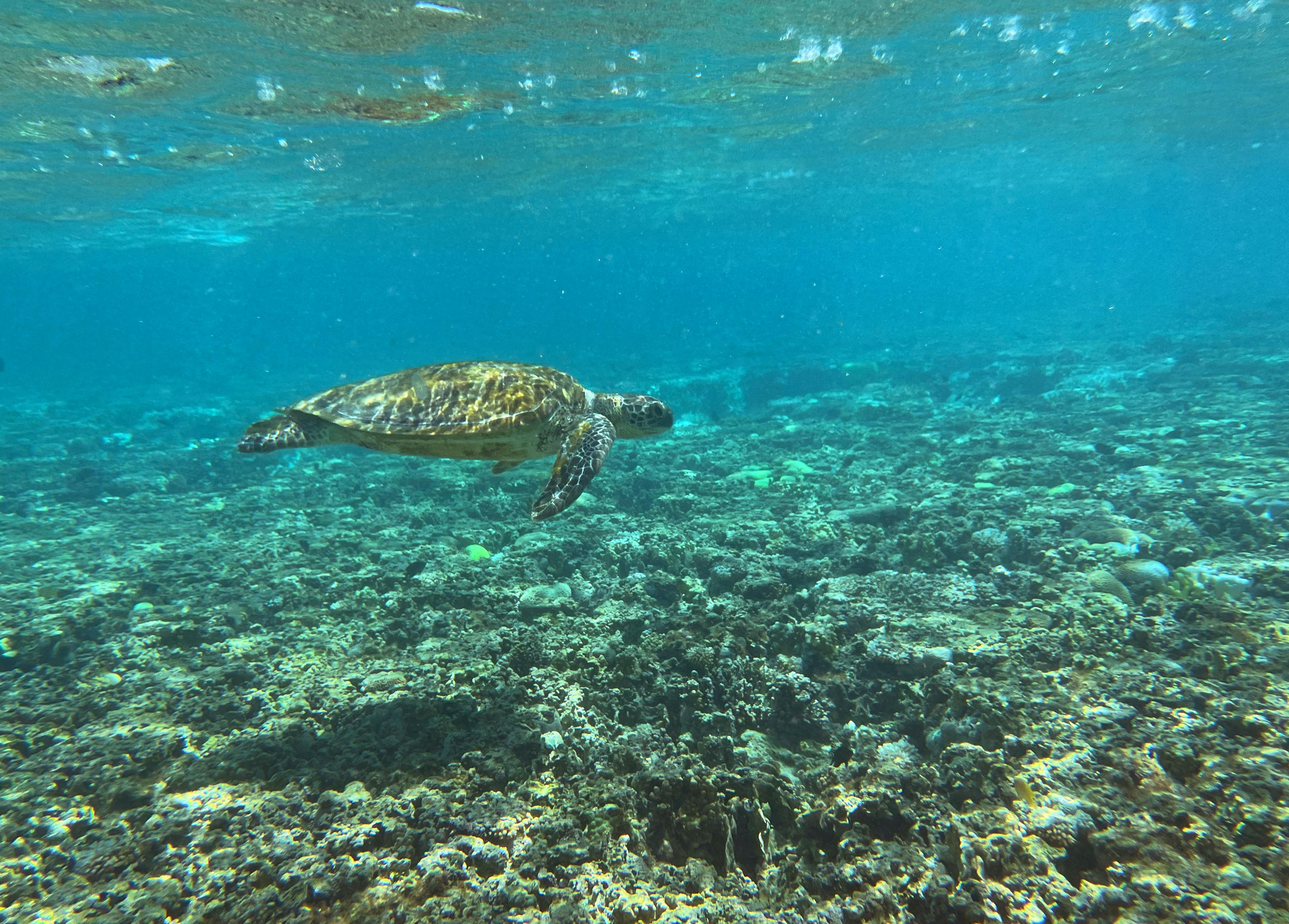 En havskildpadde svømmer over et koralrev. Det er tæt på at uddø.