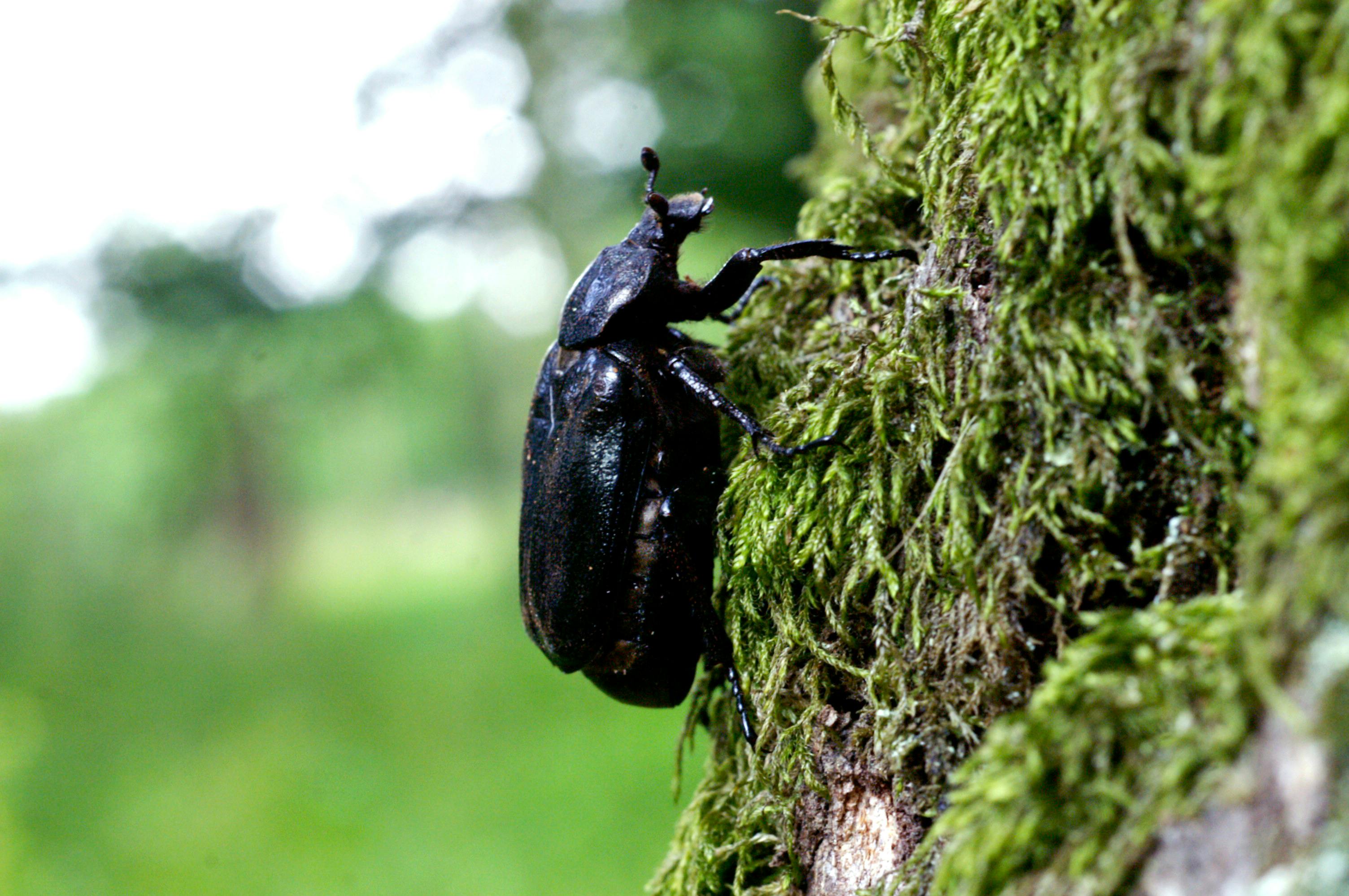 Detektivhunden hunden Mira lærer at opspore den sjældne eremitbille, der ses på billedet her.