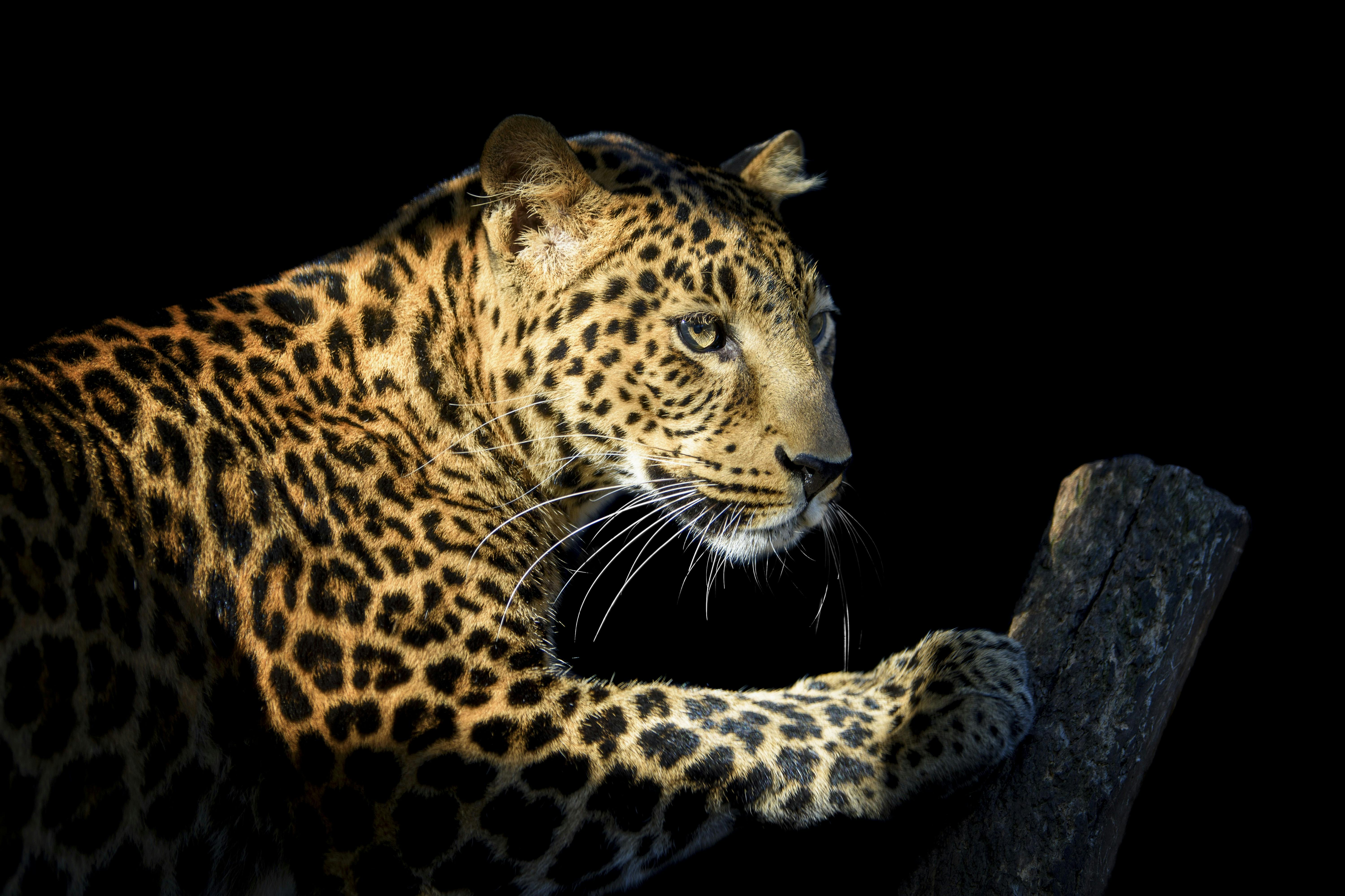 Leopard på sort baggrund – leoparder åd menneskets forfædre, viser fund.