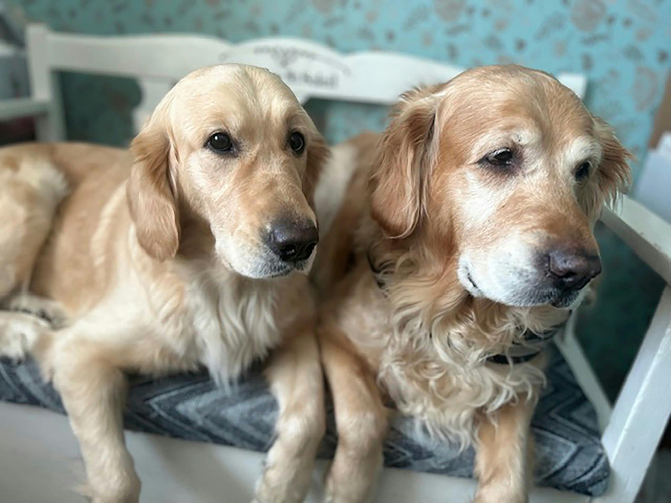 Golden retrieverne Lova og Luna er som børn for Magdalena. – De giver mig kærlighed, glæde og styrke til at kæmpe imod. 