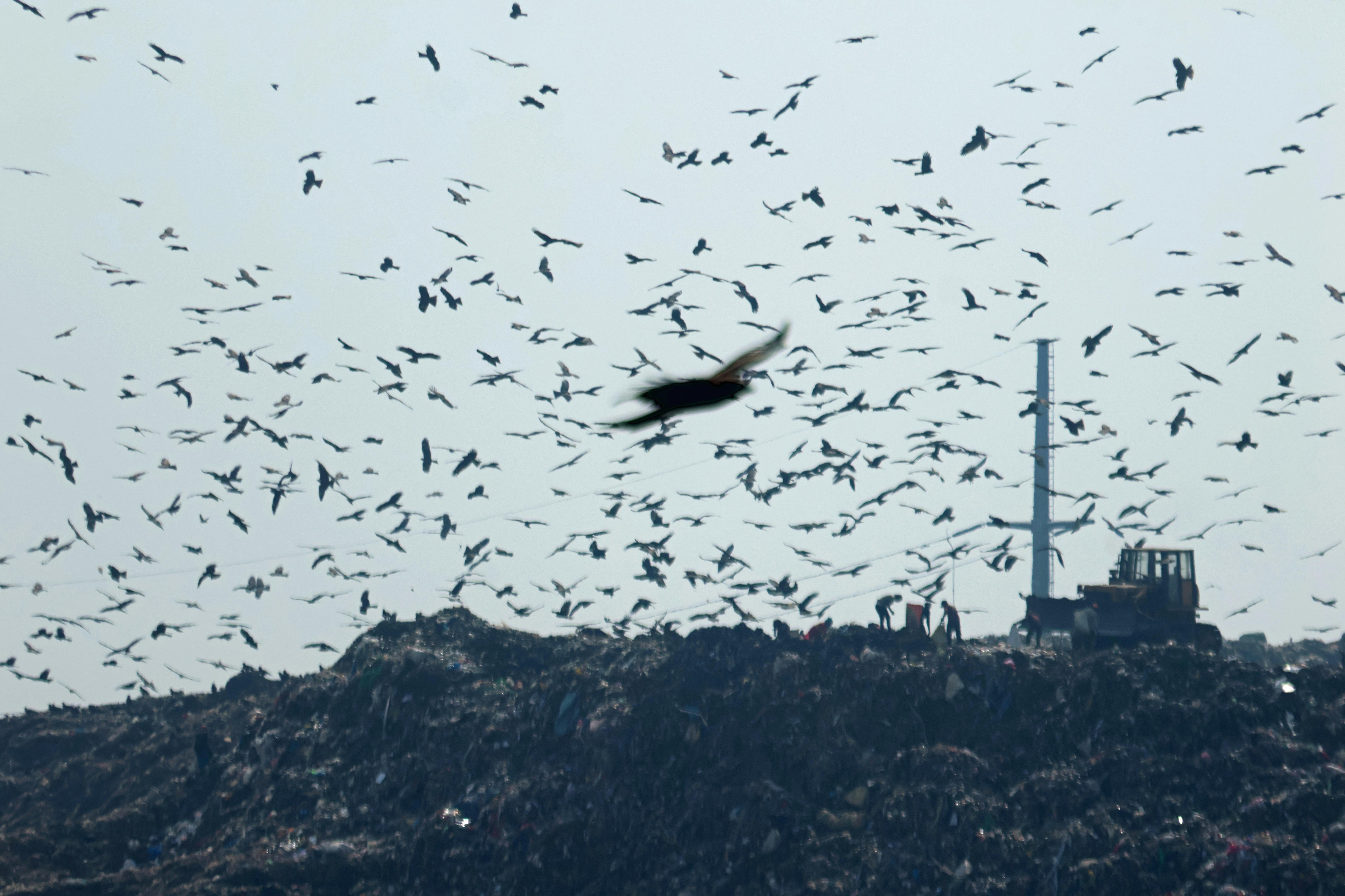 Glenter der sværmer over Ghazipur-lossepladsen i Indien.