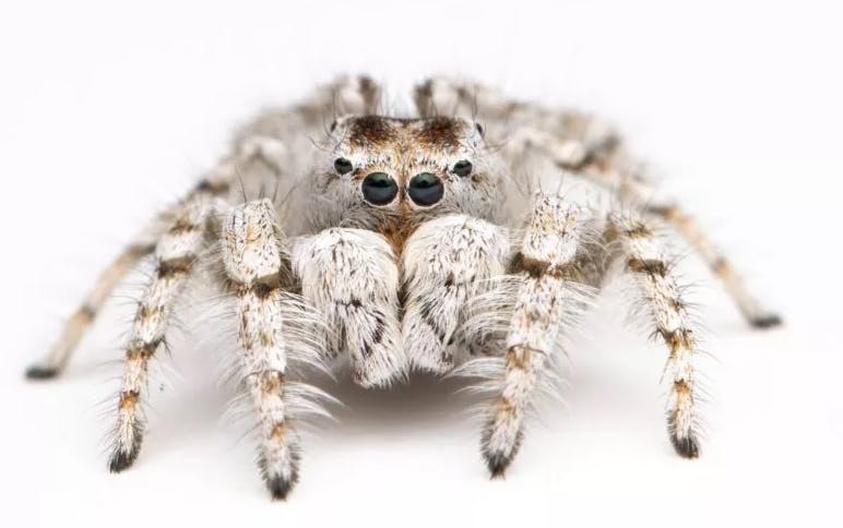 Den bornholmske og meget sjældne sandspringedderkop