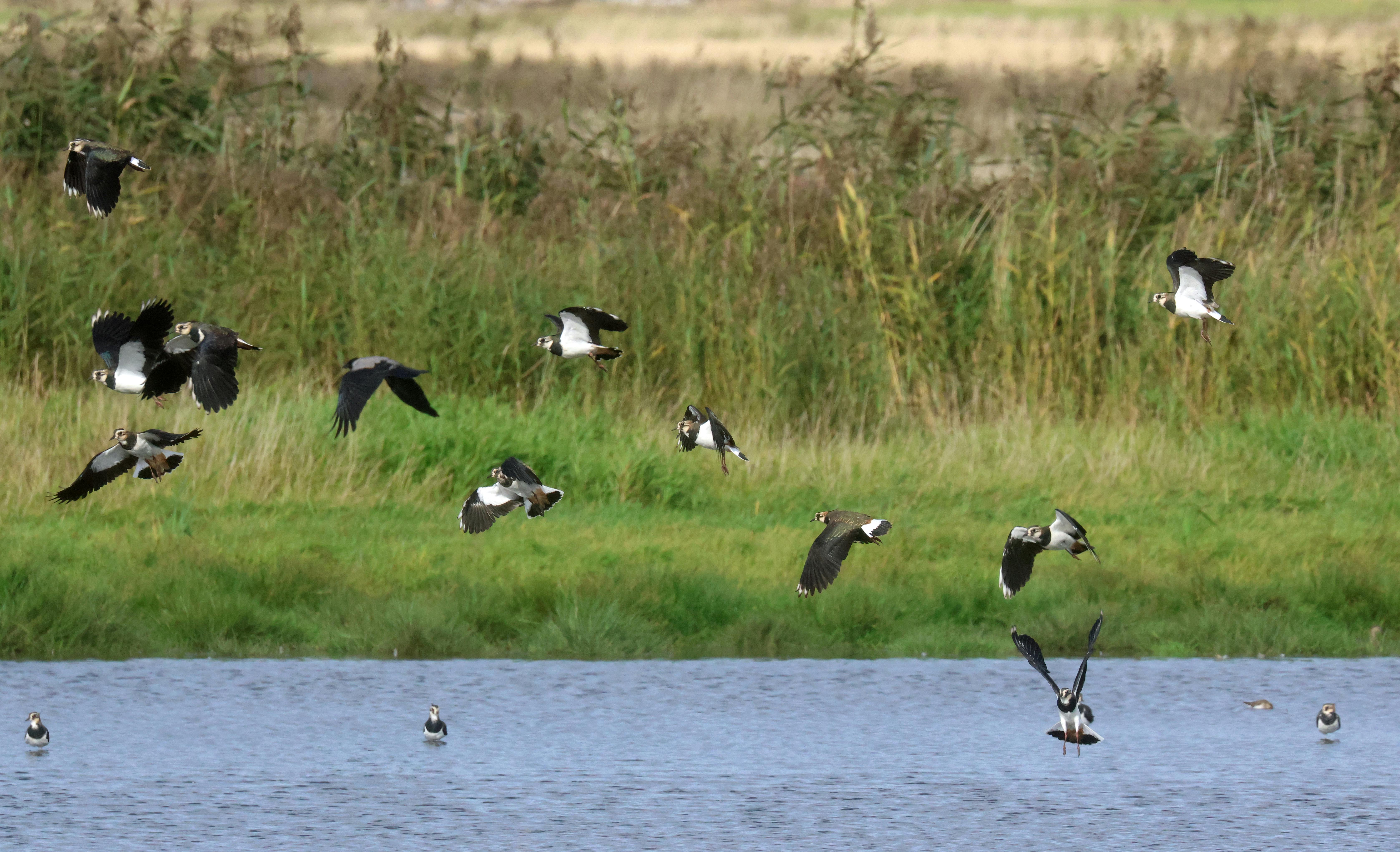 Viber flyver henrykte over Søborg Sø