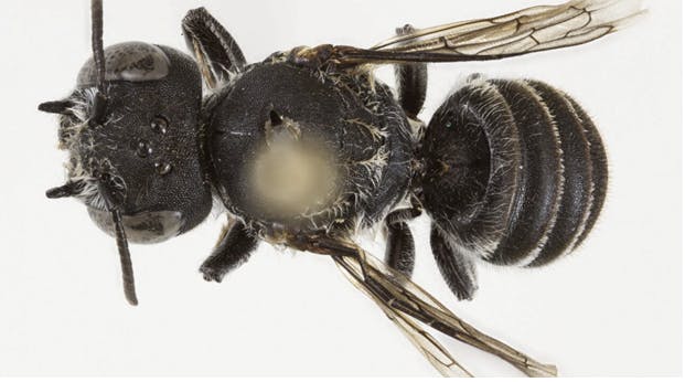 Har fundet nyt art - bi med "djævlehorn" kaldes Lucifer