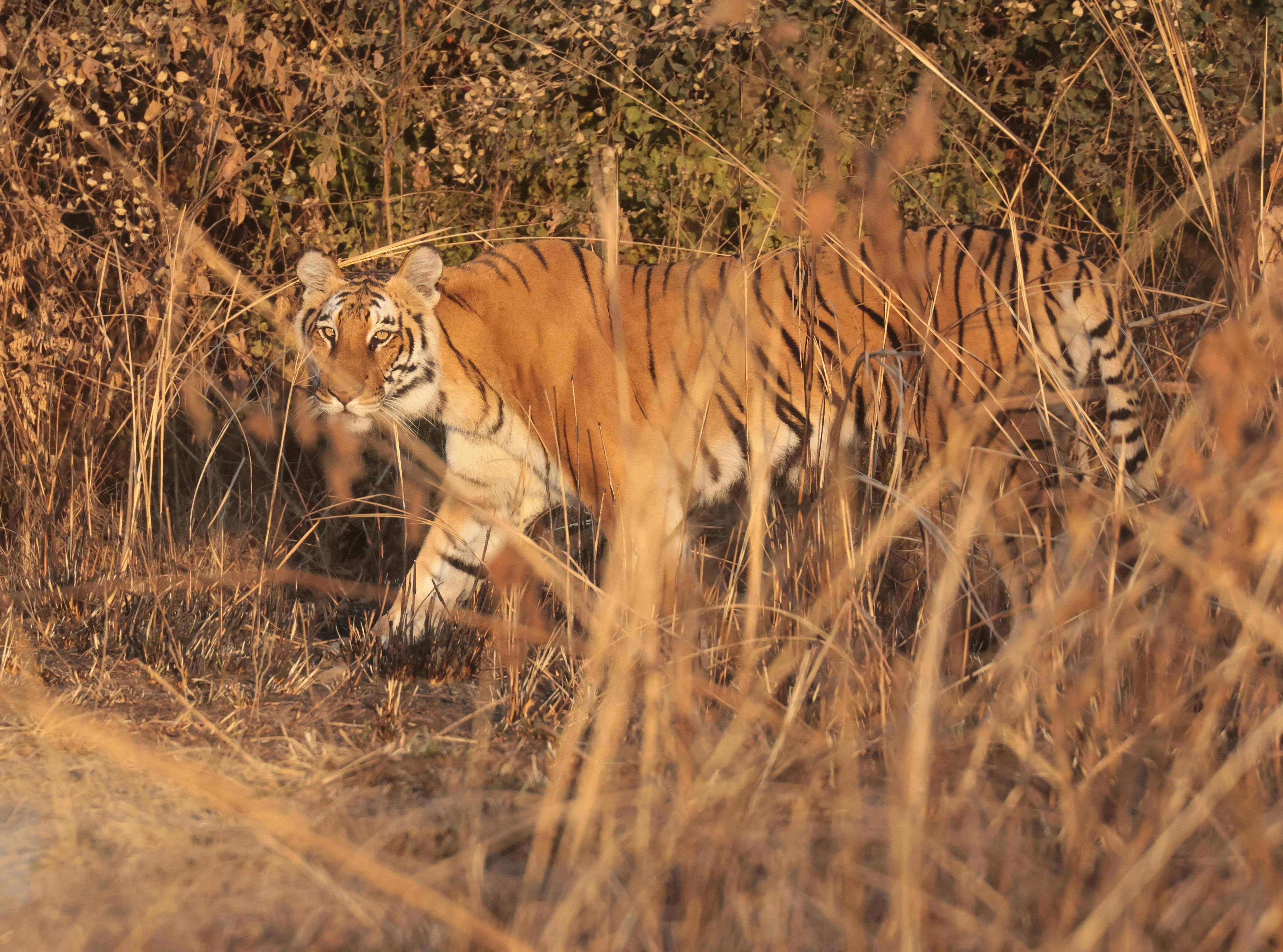 Den indiske tiger er både elsket og frygtet