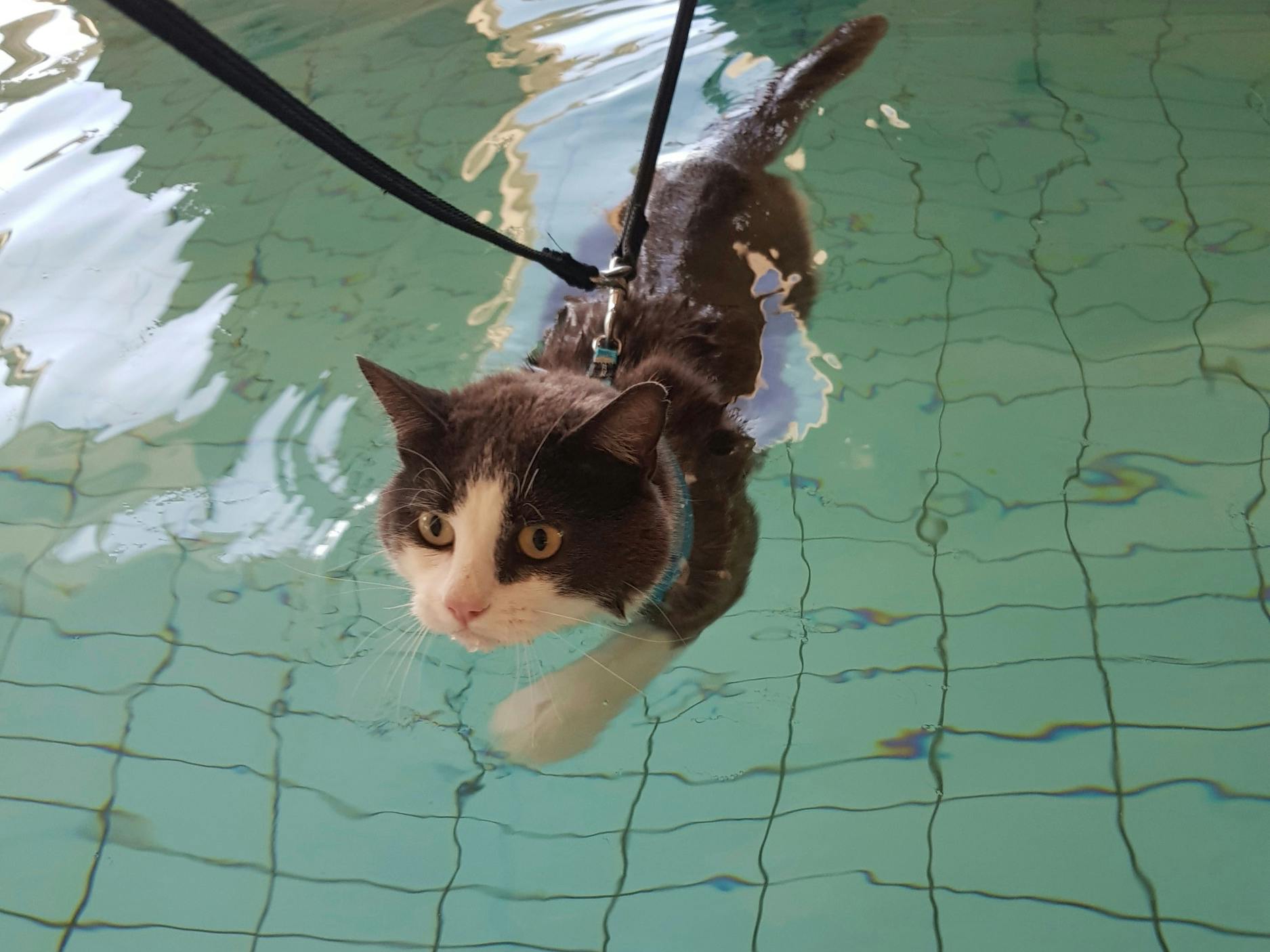 Kat, svømning, ulykke, genoptræning, katten Bonus